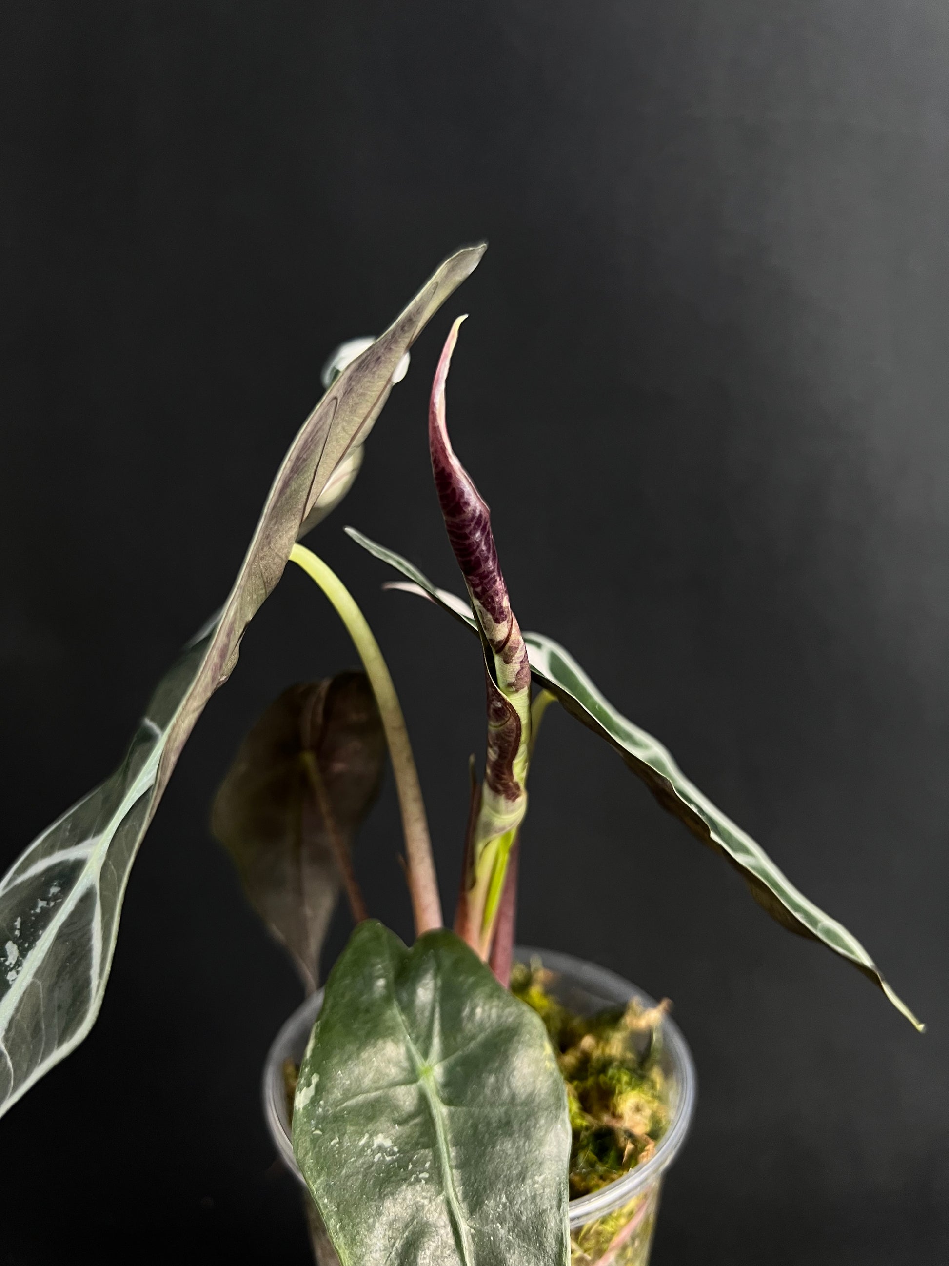 Alocasia 'Amazonica' Variegata #3