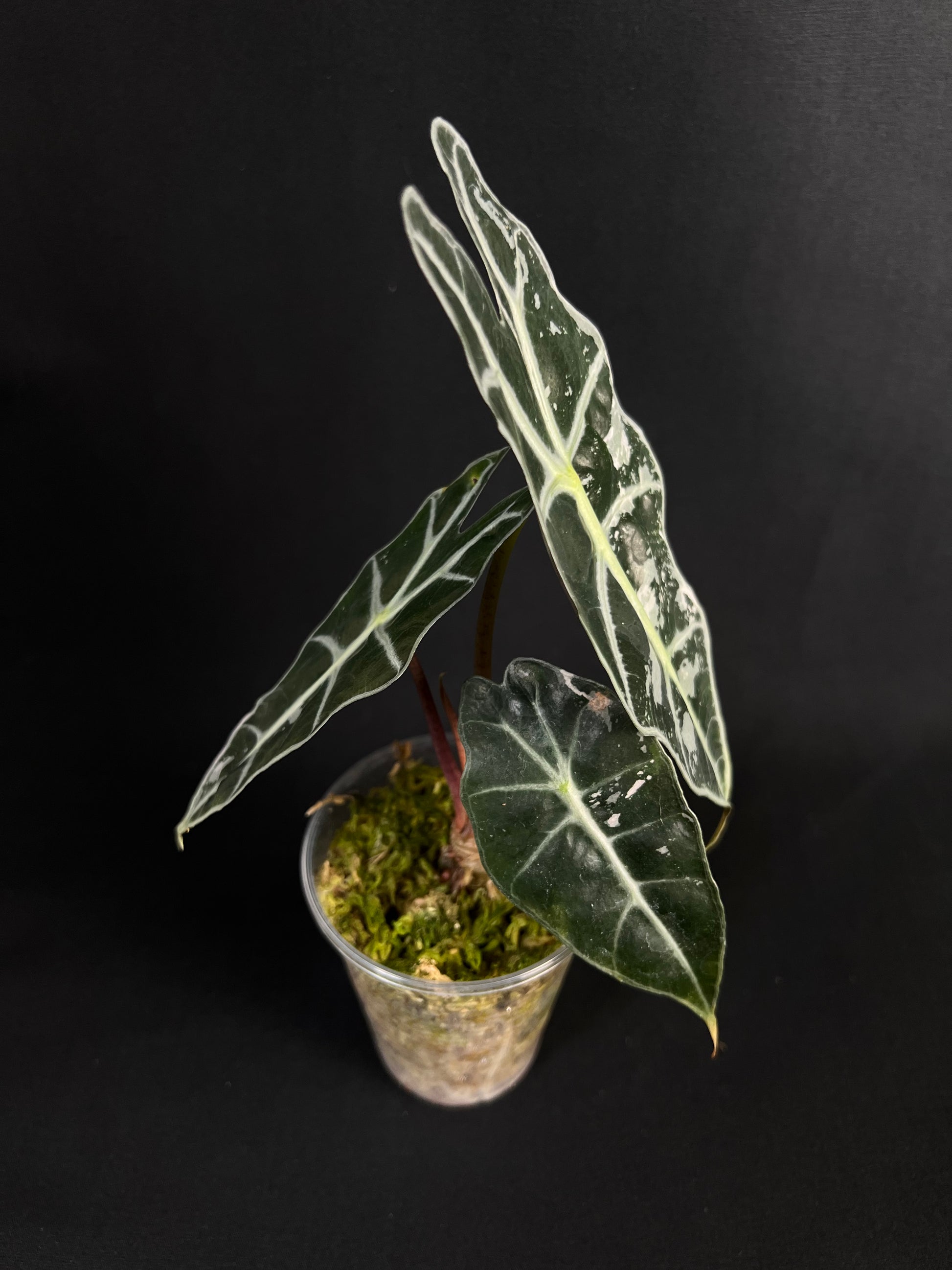 Alocasia 'Amazonica' Variegata #1