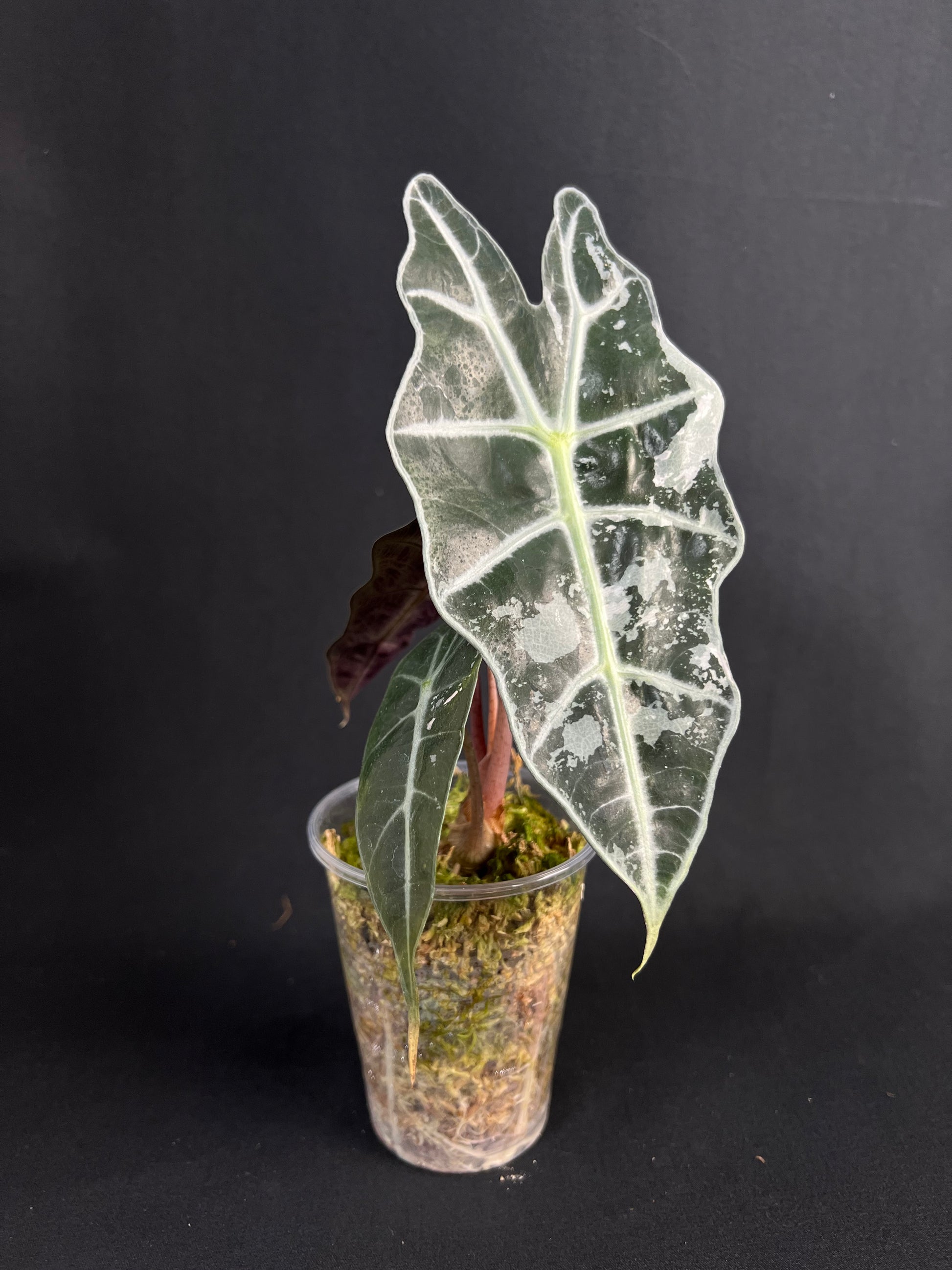 Alocasia 'Amazonica' Variegata #1