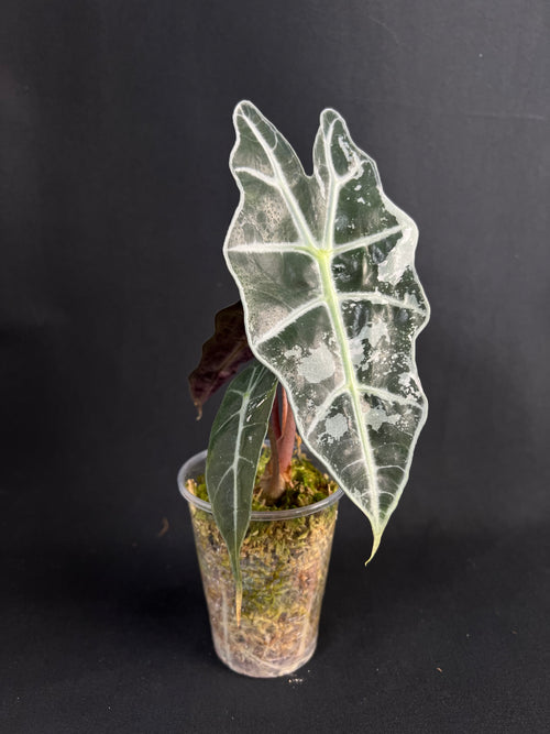 Alocasia 'Amazonica' Variegata #1