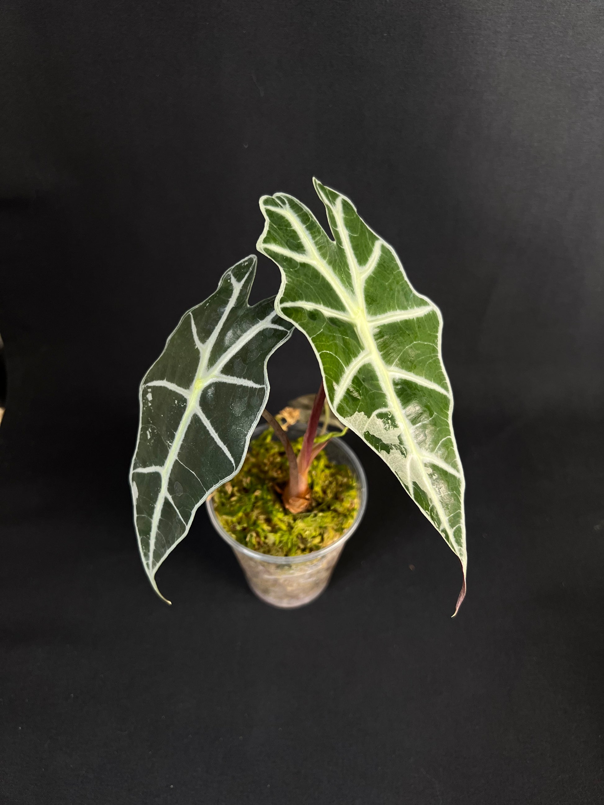 Alocasia 'Amazonica' Variegata #4