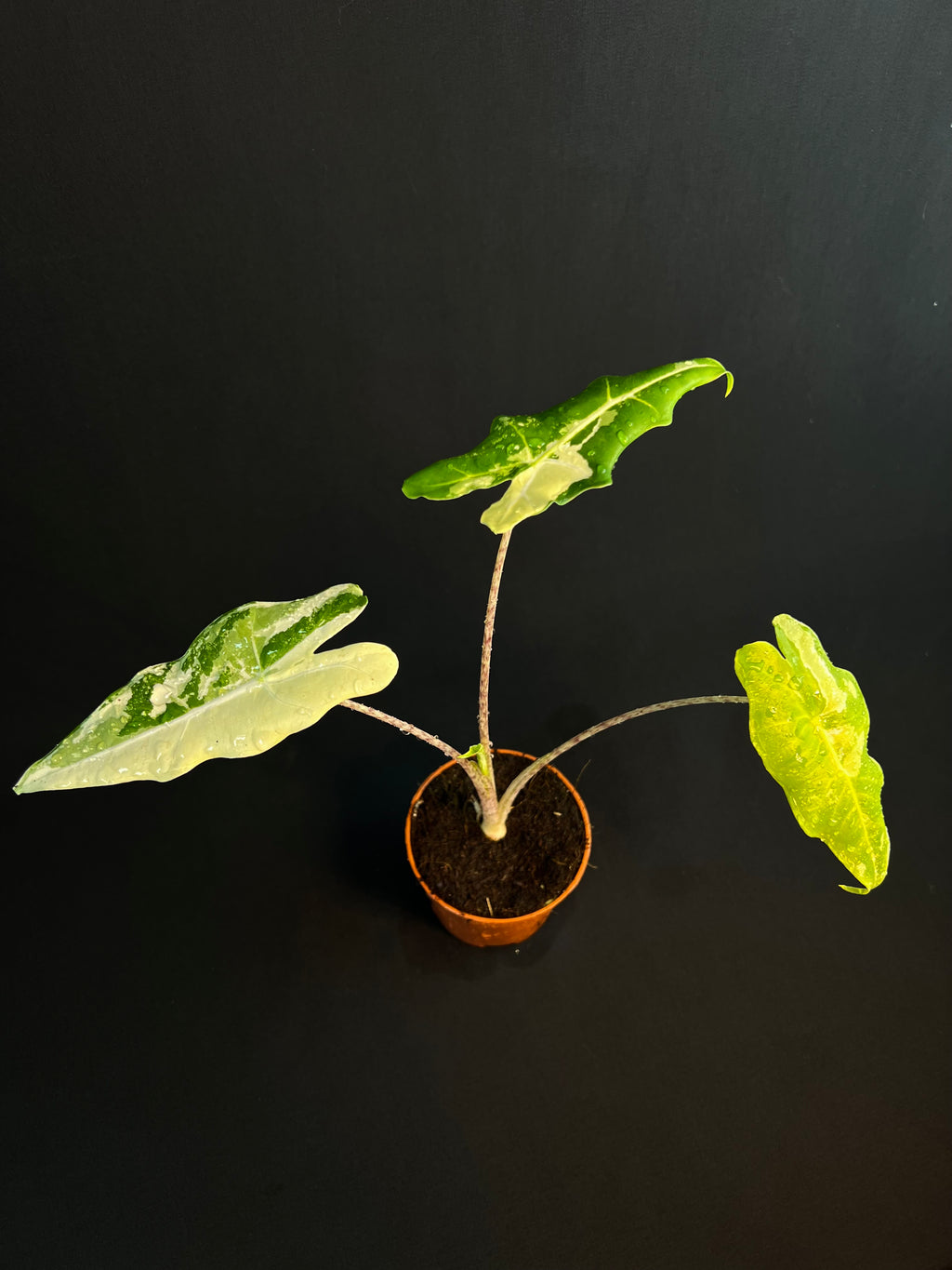 Alocasia 'Sarian' Albo Variegata #1