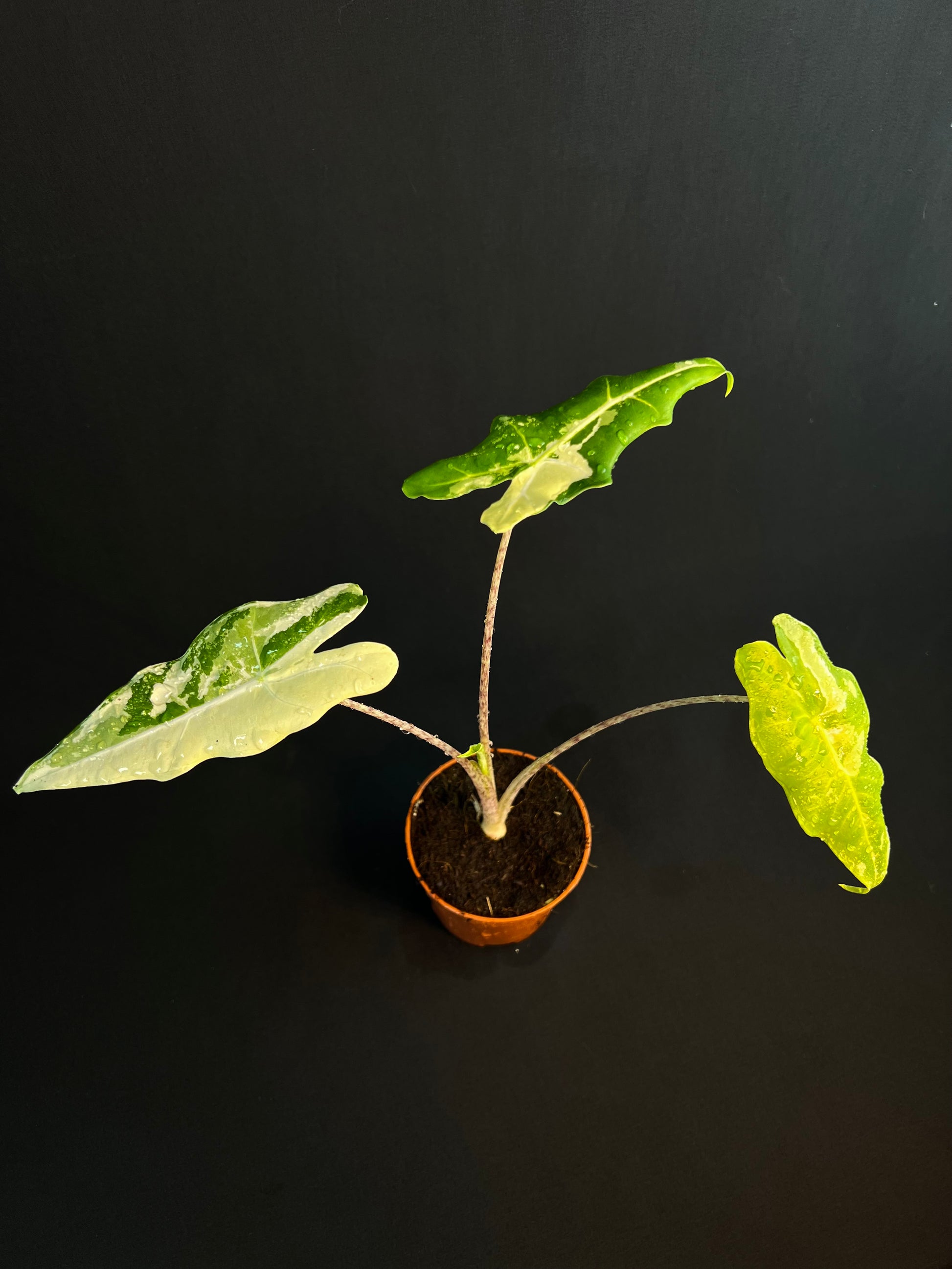 Alocasia 'Sarian' Albo Variegata #1