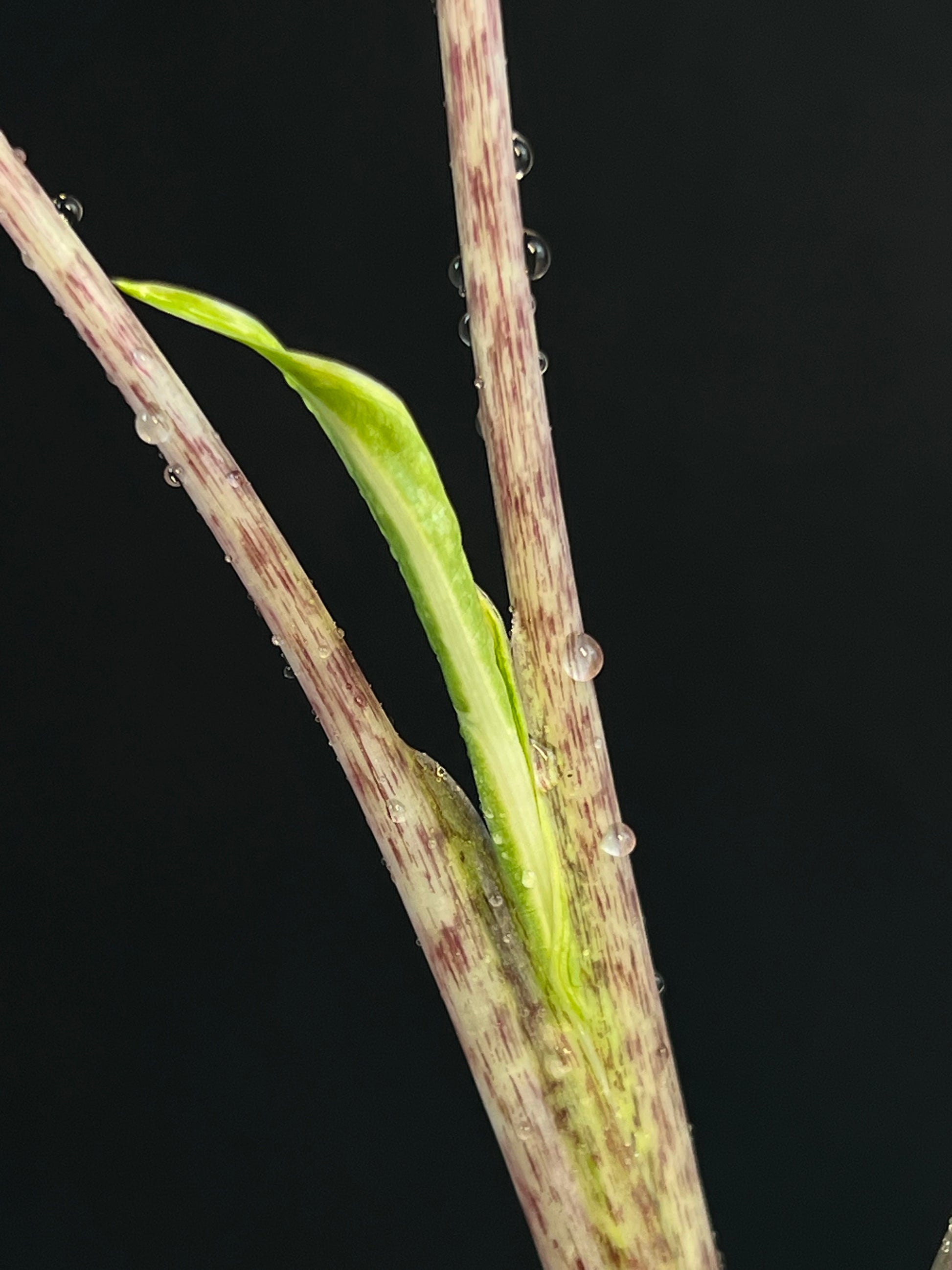 Alocasia 'Sarian' Albo Variegata #1