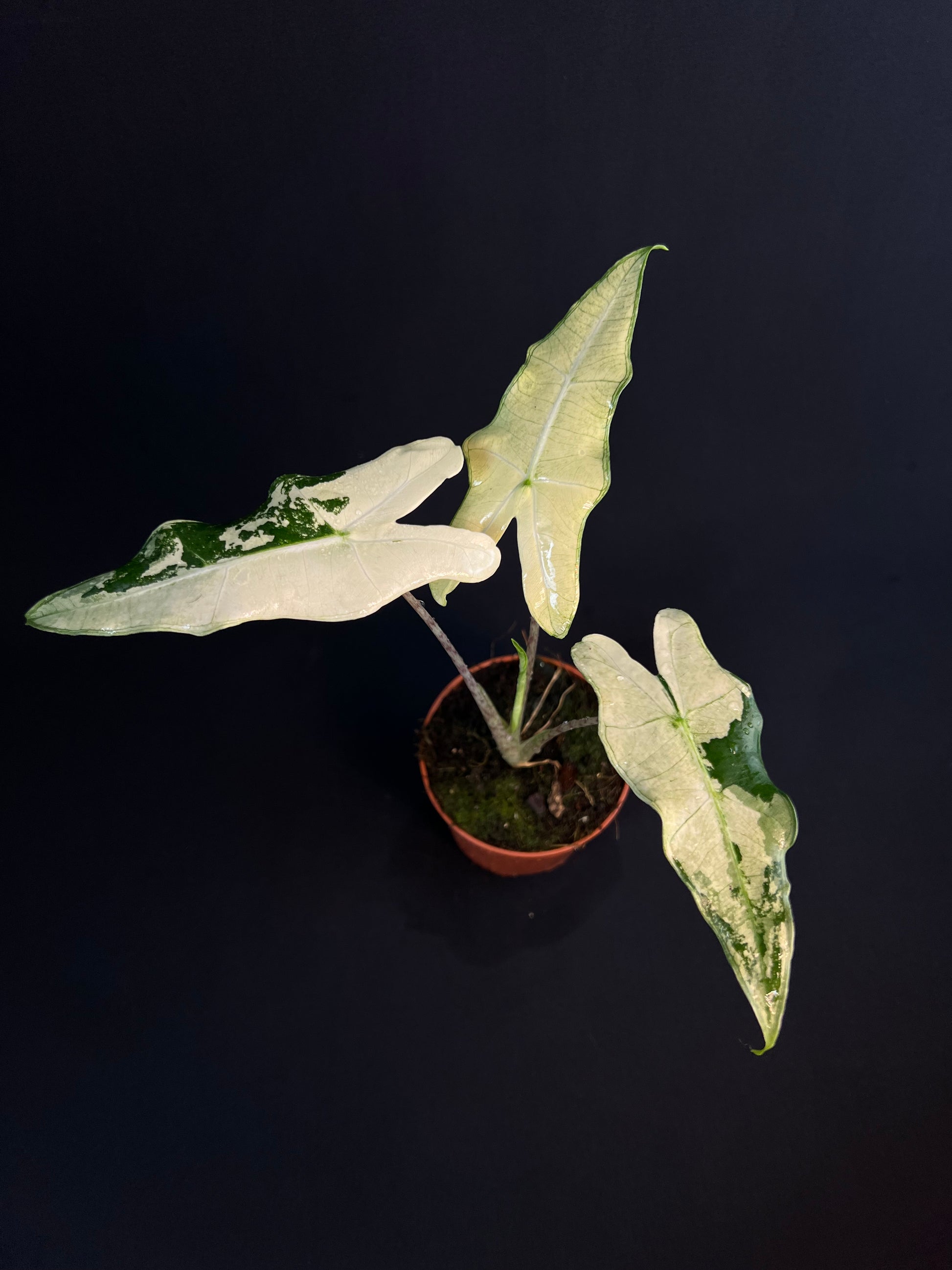 Alocasia 'Sarian' Albo Variegata #2