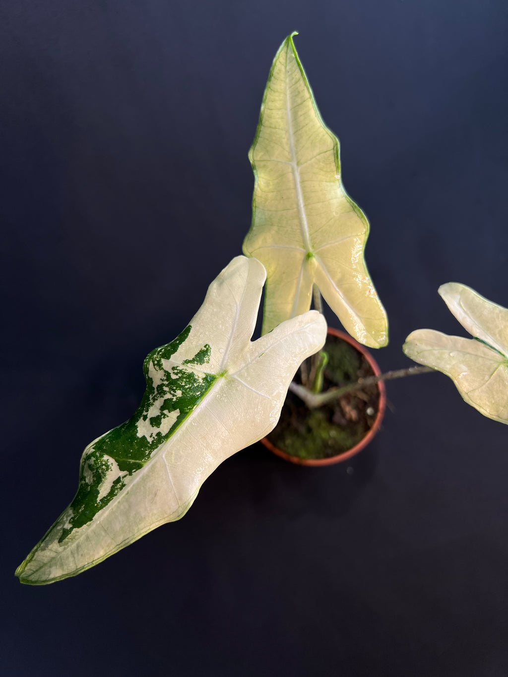 Alocasia 'Sarian' Albo Variegata #2
