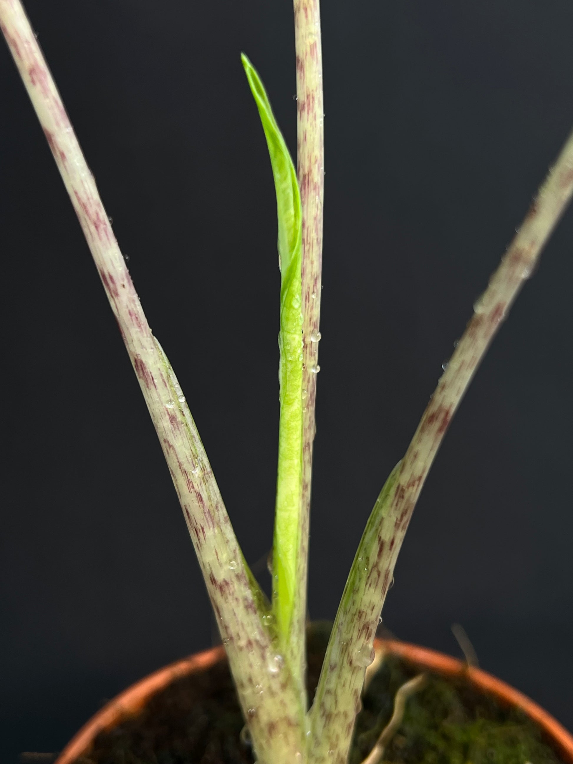 Alocasia 'Sarian' Albo Variegata #2