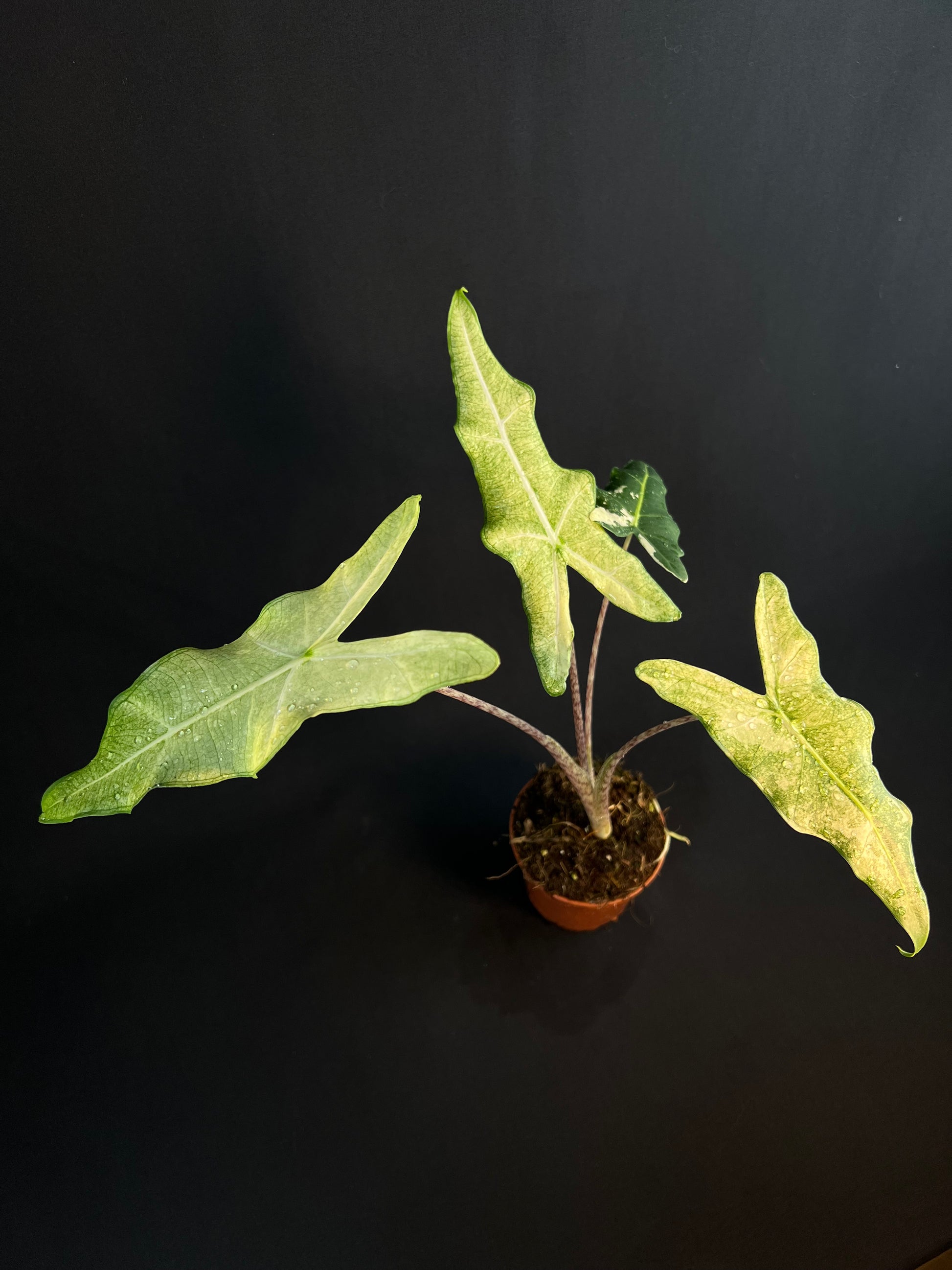 Alocasia 'Sarian' Albo Variegata #3