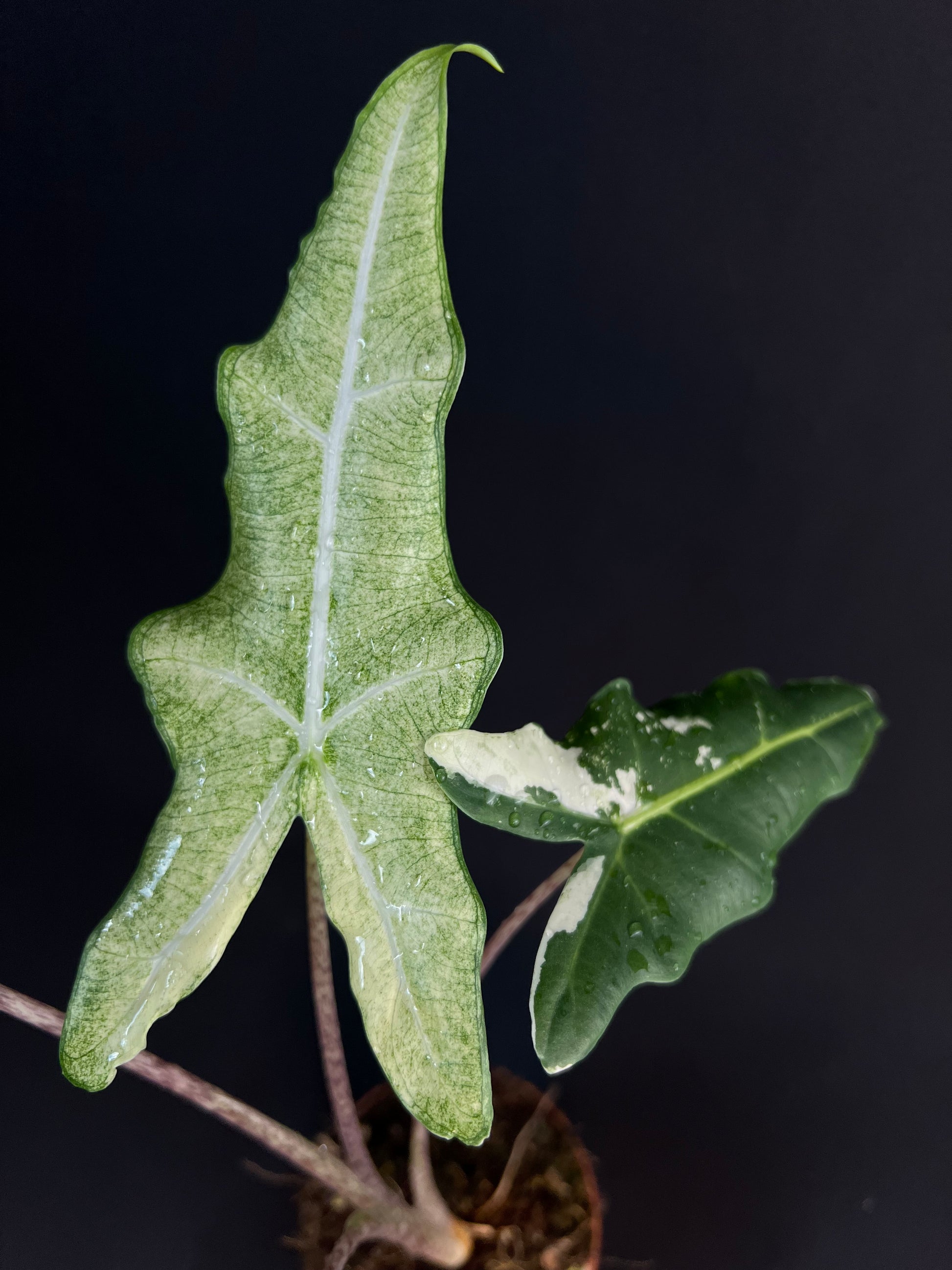 Alocasia 'Sarian' Albo Variegata #3