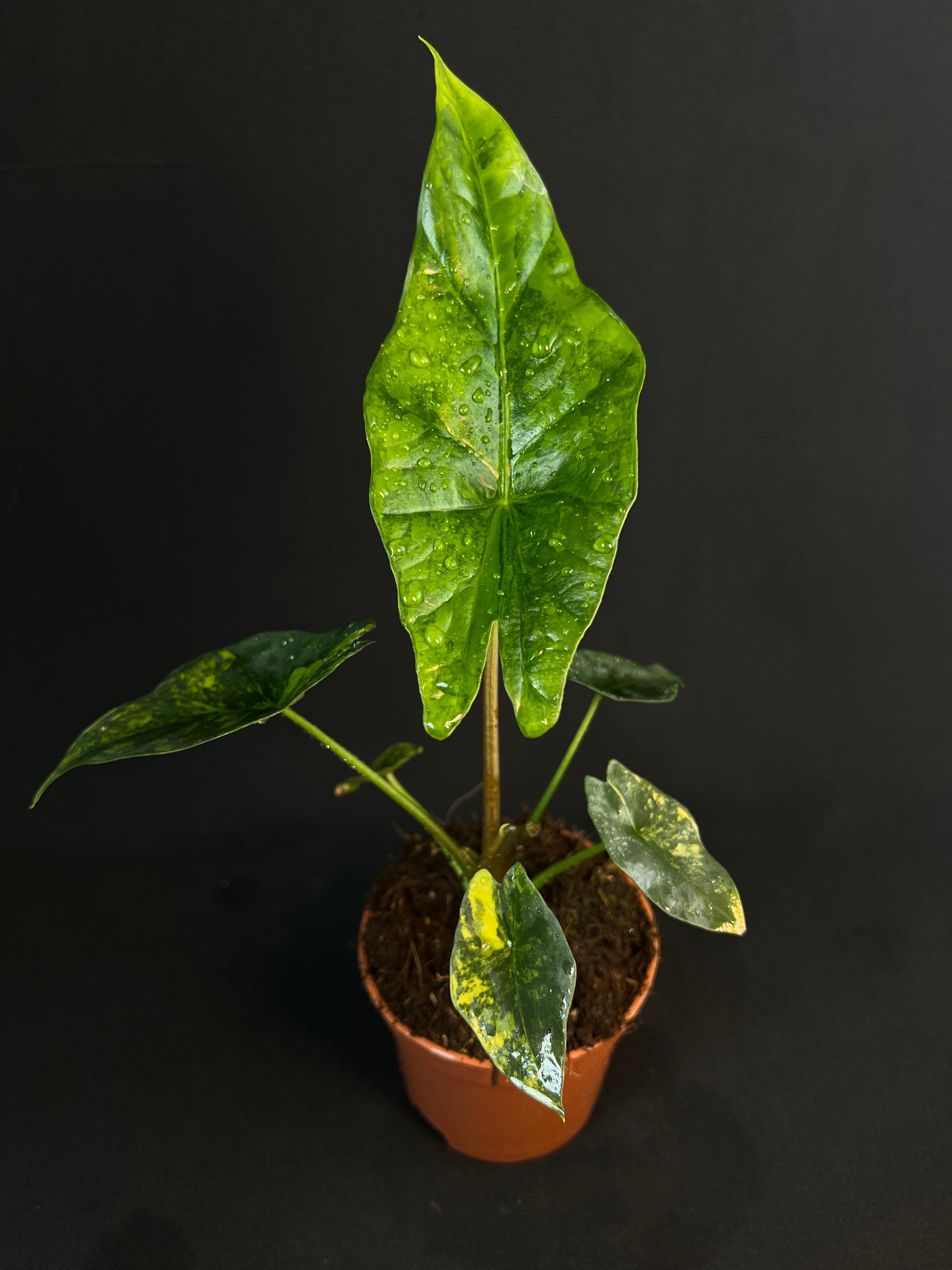 Alocasia 'Simpo' Aurea Variegata #2