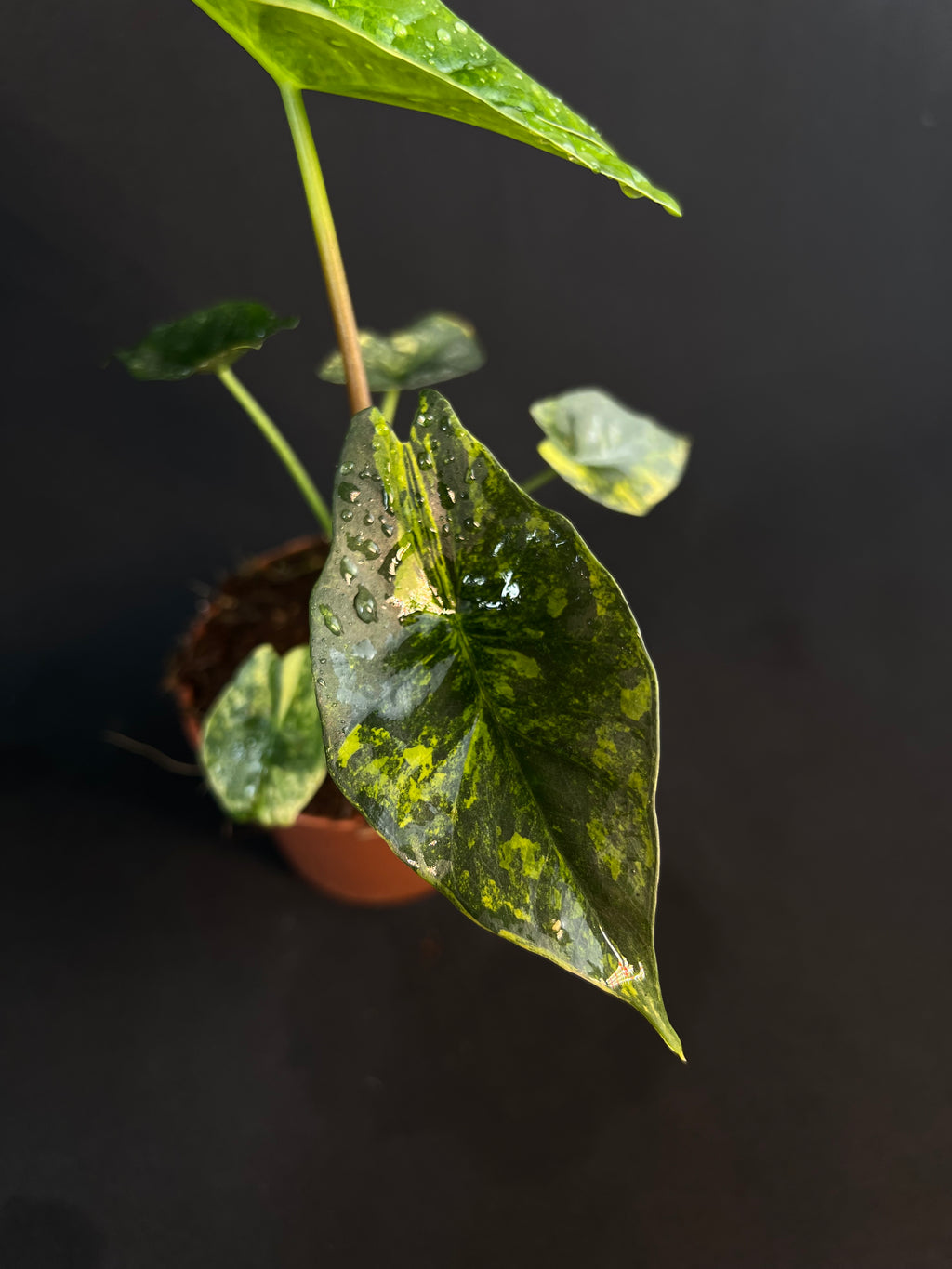 Alocasia 'Simpo' Aurea Variegata #2