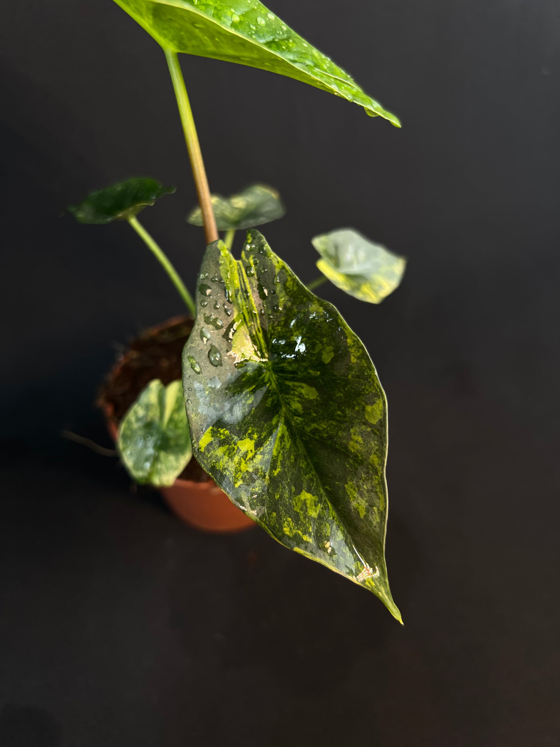 Alocasia 'Simpo' Aurea Variegata #2
