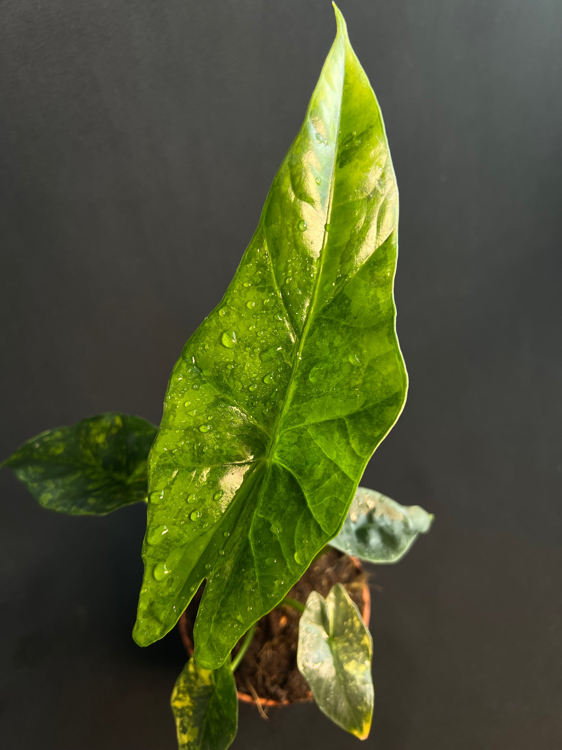 Alocasia 'Simpo' Aurea Variegata #2