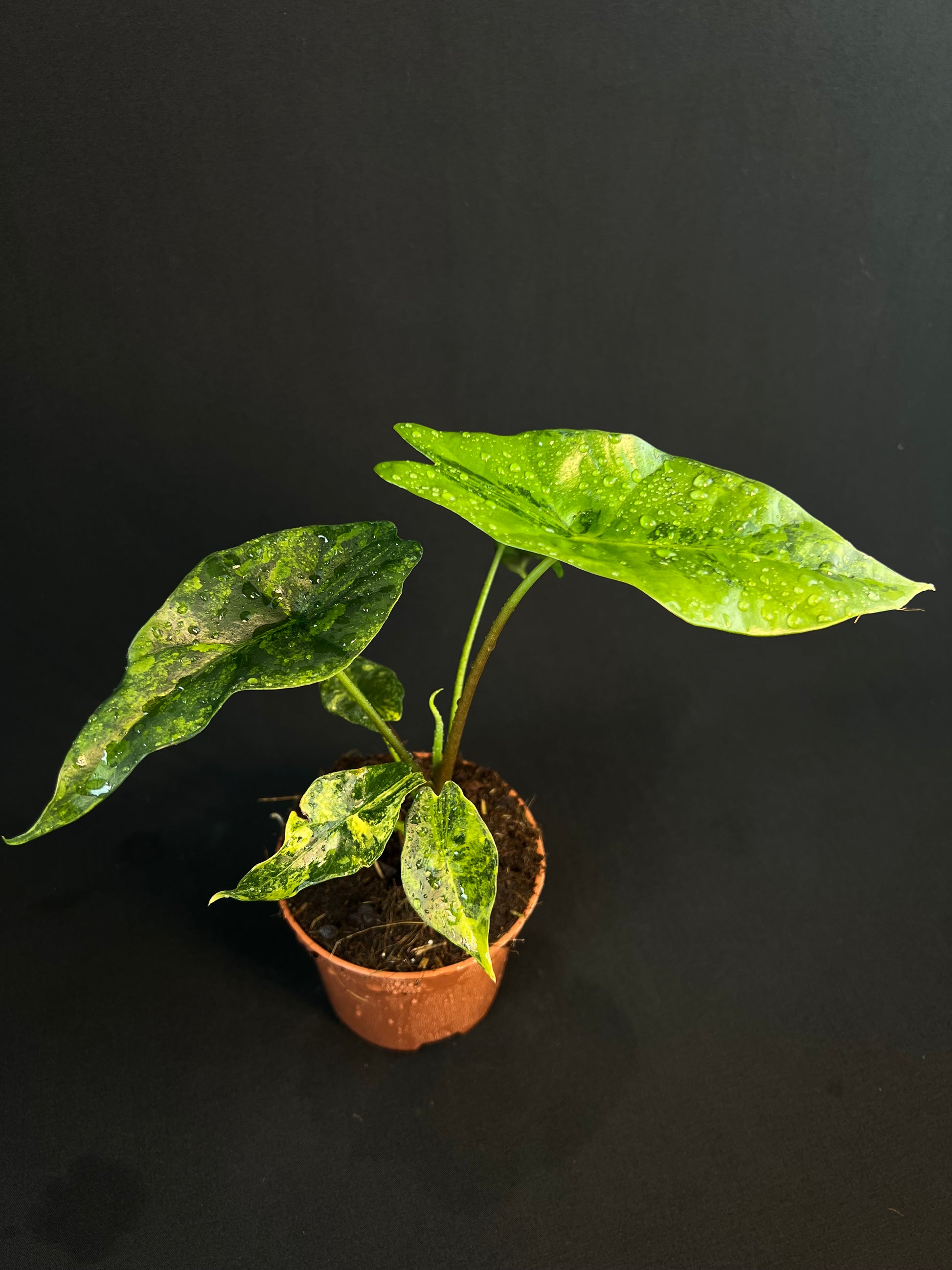 Alocasia 'Simpo' Aurea Variegata #3