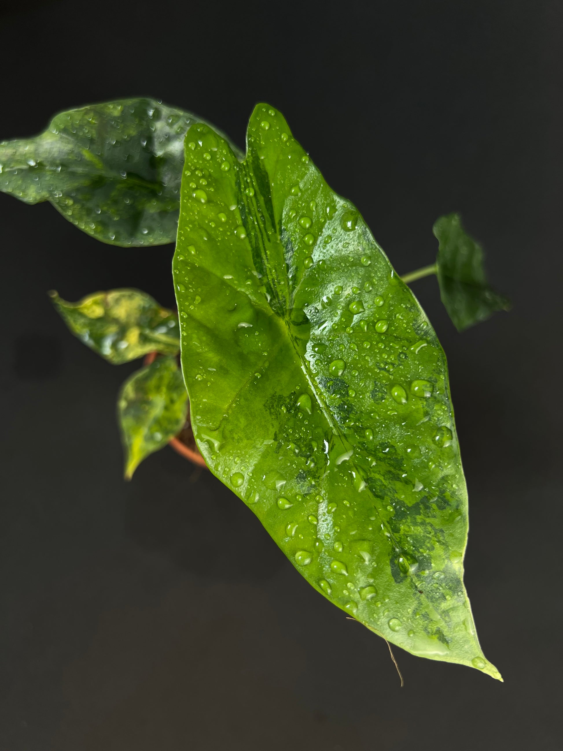 Alocasia 'Simpo' Aurea Variegata #3