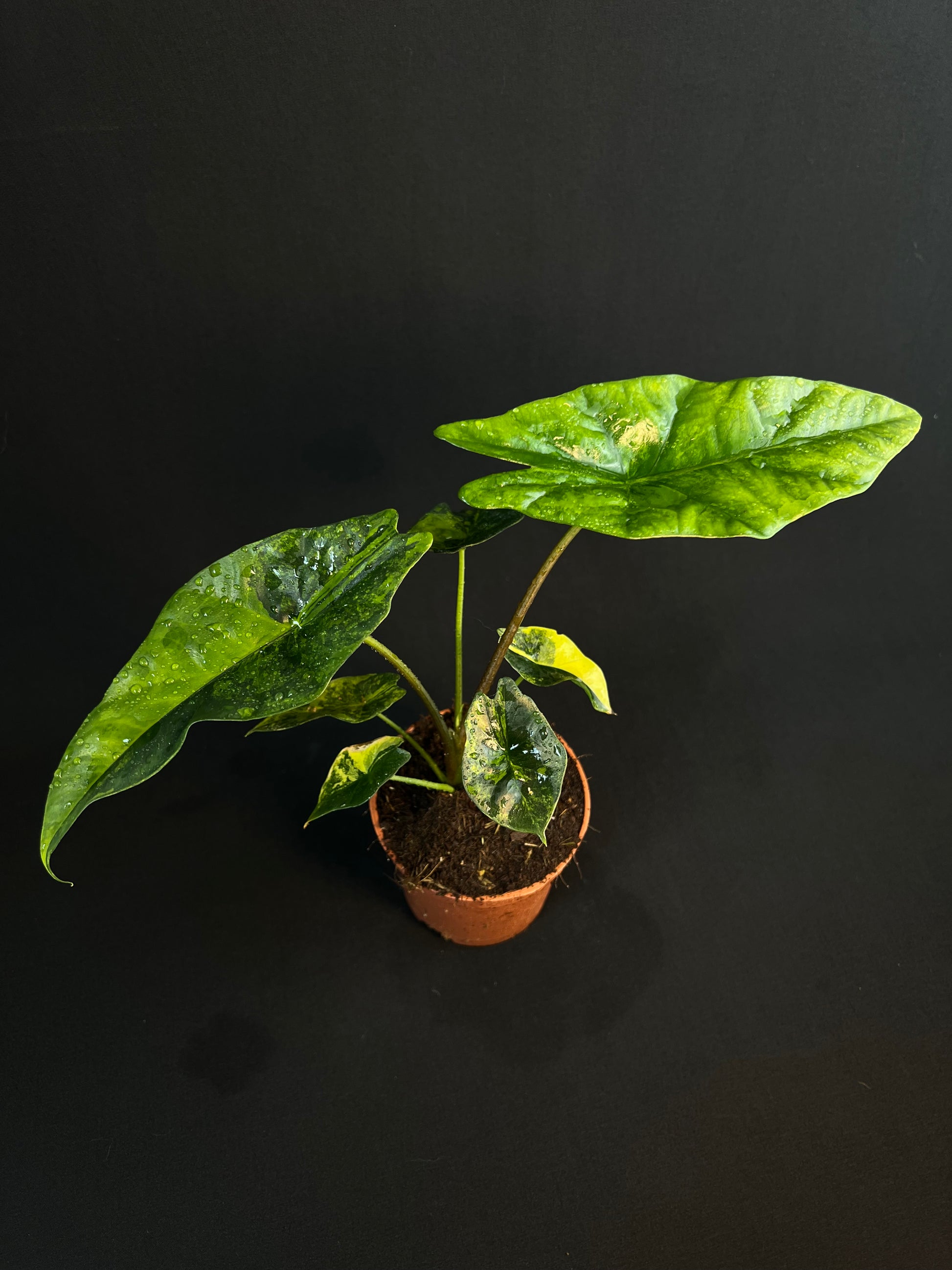 Alocasia 'Simpo' Aurea Variegata #4