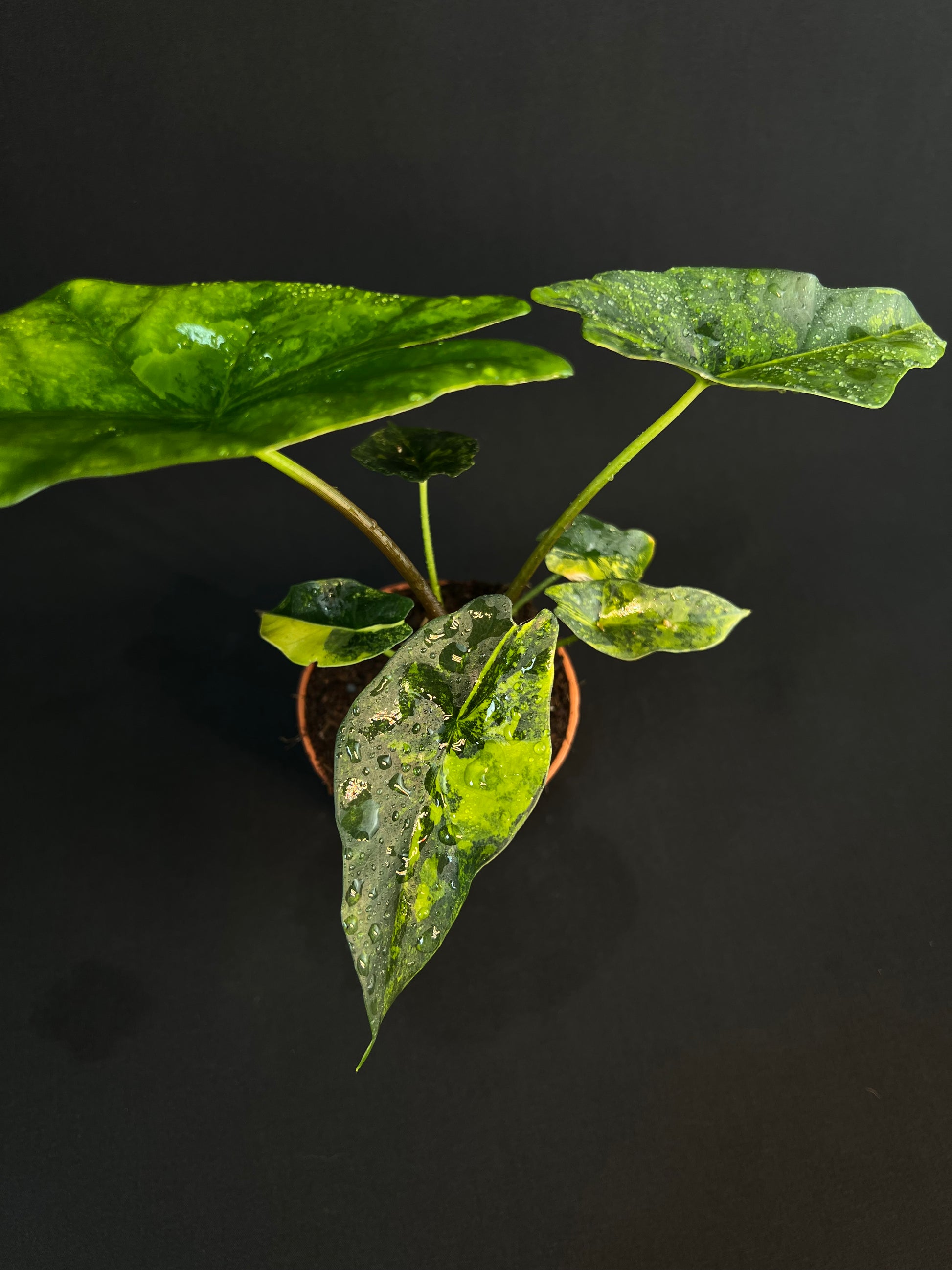 Alocasia 'Simpo' Aurea Variegata #4