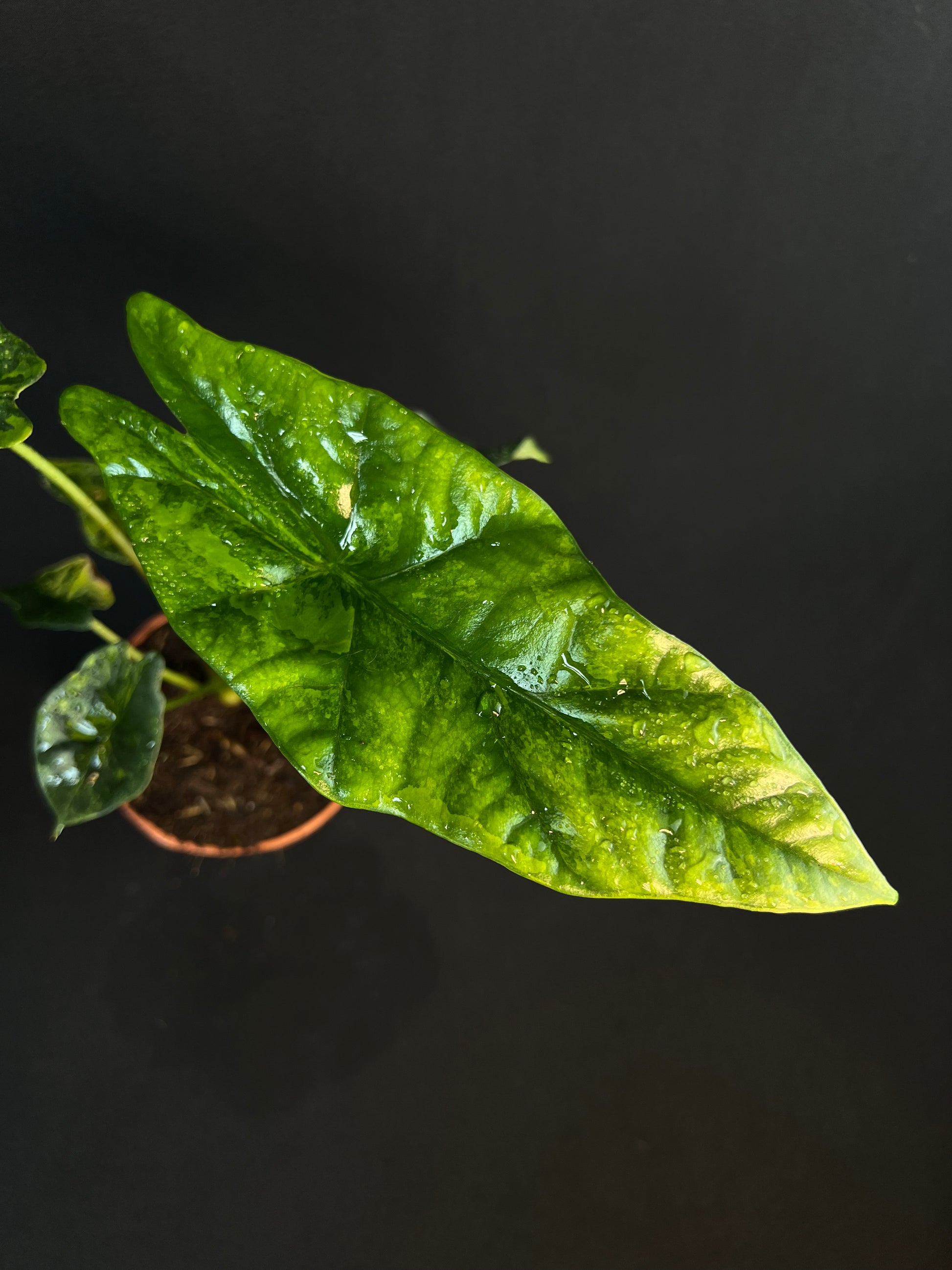 Alocasia 'Simpo' Aurea Variegata #4