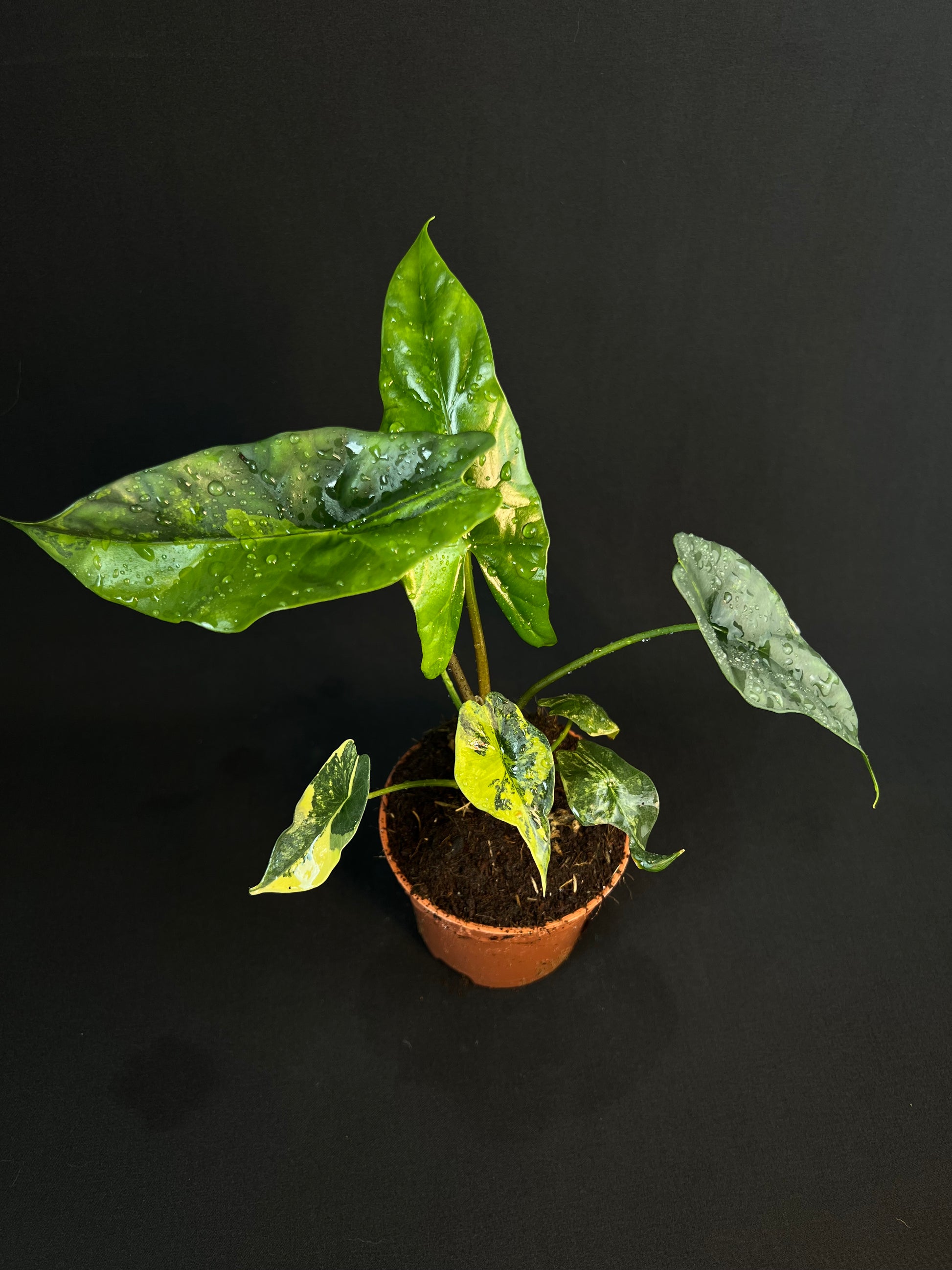 Alocasia 'Simpo' Aurea Variegata #5