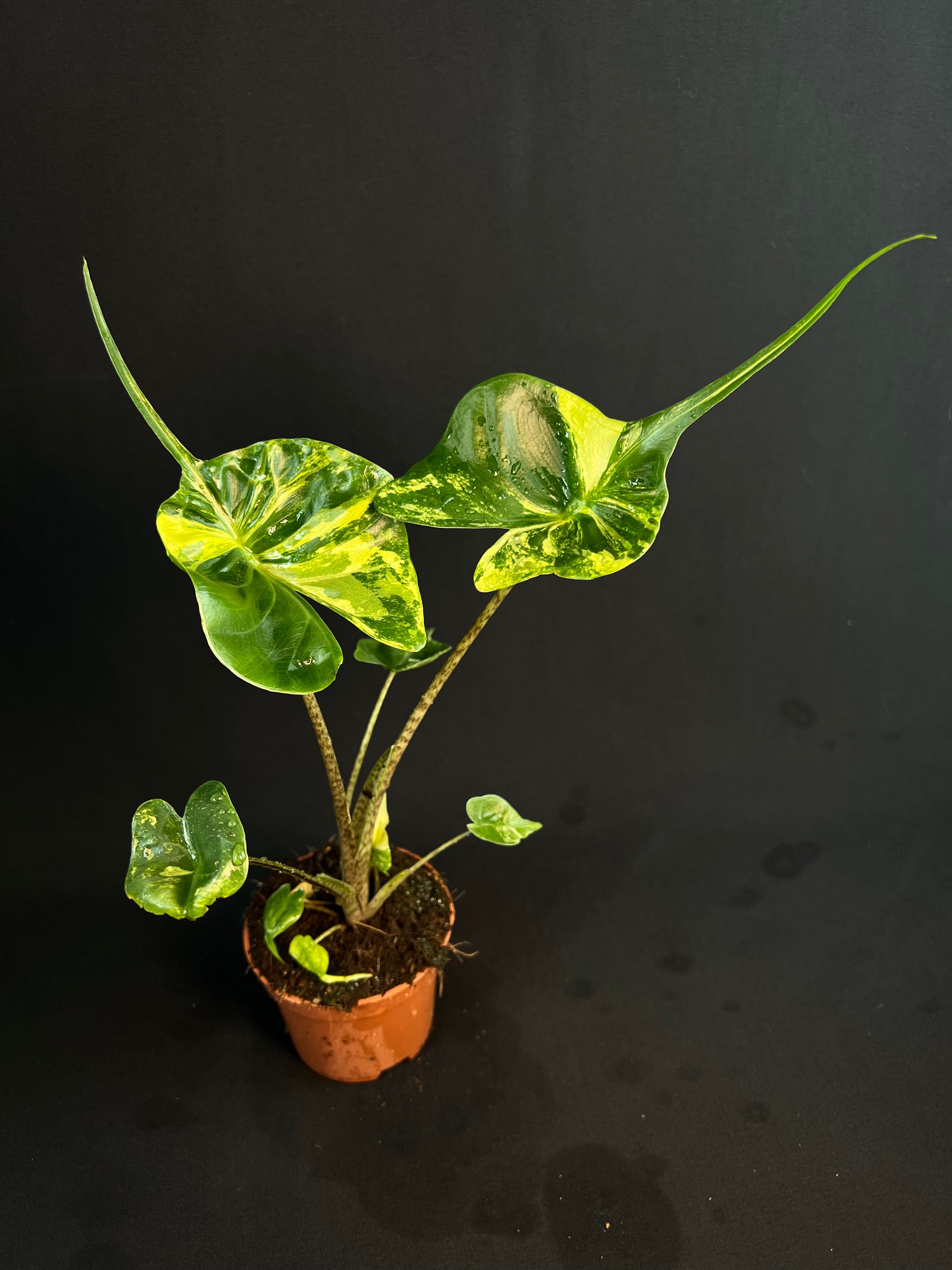 Alocasia Macrorrhizos 'Stingray' Aurea Variegata #1