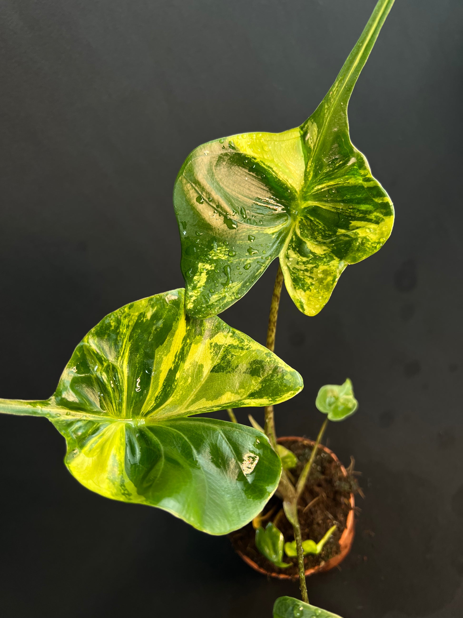 Alocasia Macrorrhizos 'Stingray' Aurea Variegata #1