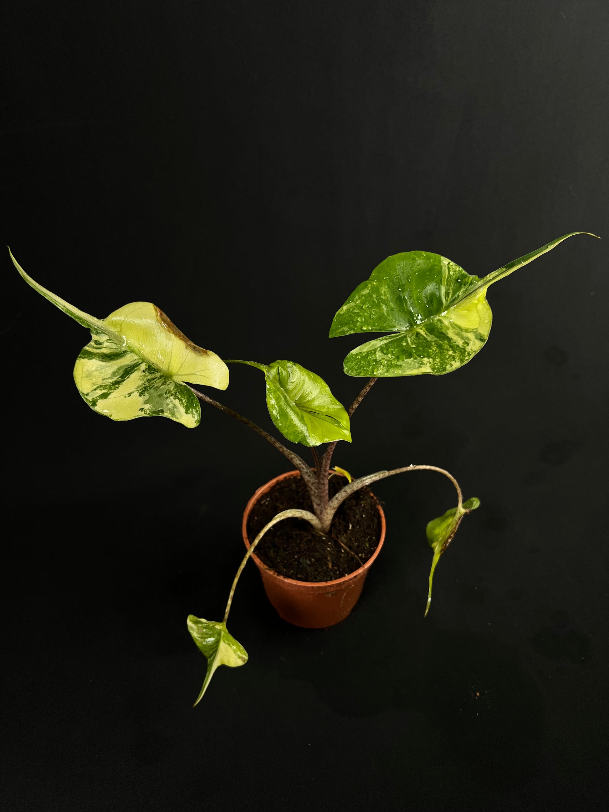 Alocasia Macrorrhizos 'Stingray' Aurea Variegata #2
