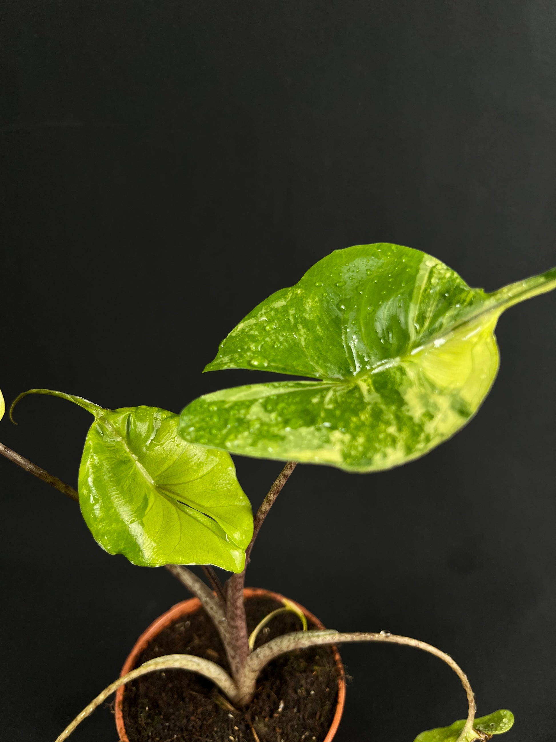 Alocasia Macrorrhizos 'Stingray' Aurea Variegata #2
