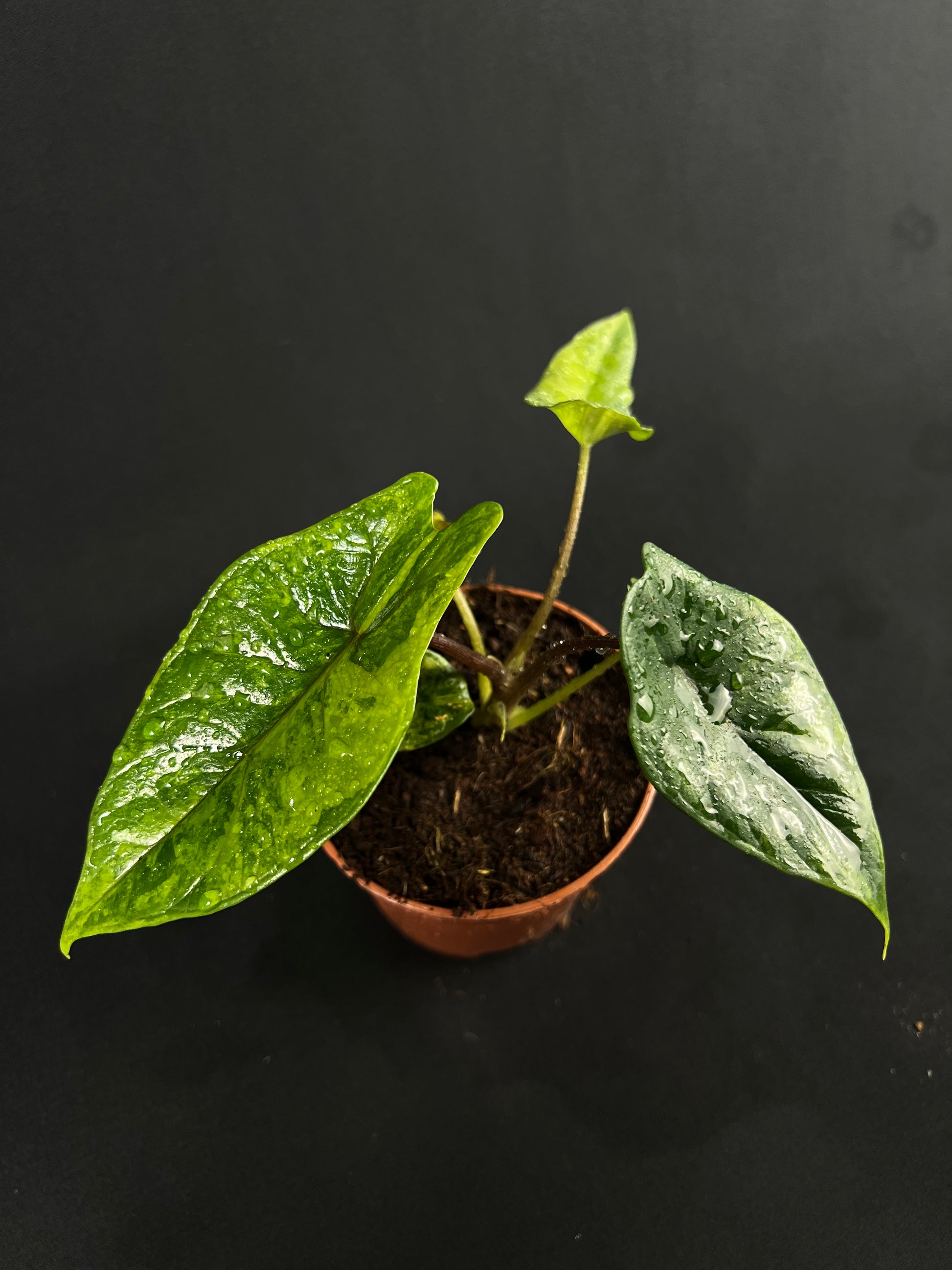 Alocasia Scalprum Aurea Variegata #1