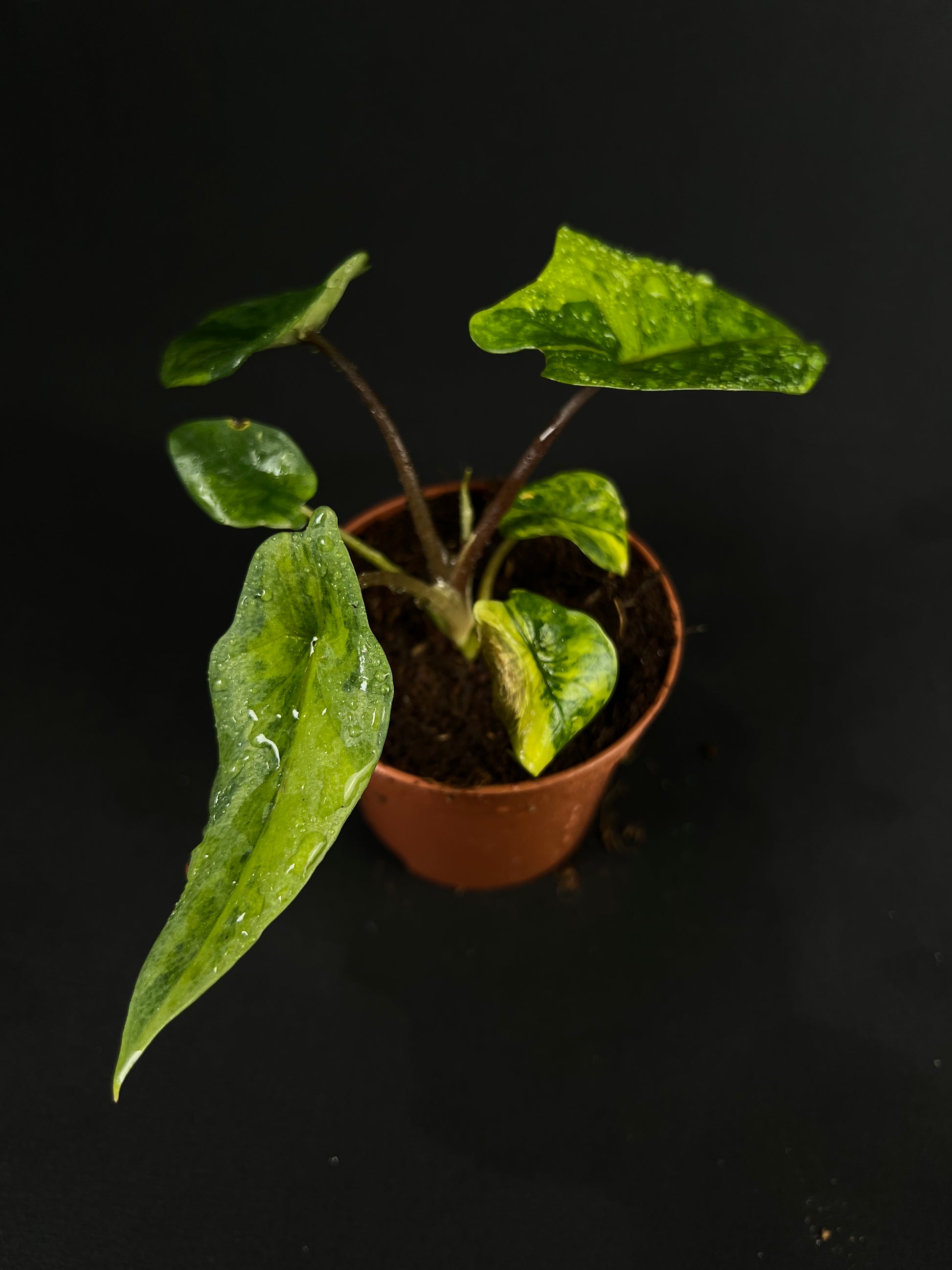 Alocasia Scalprum Aurea Variegata #1