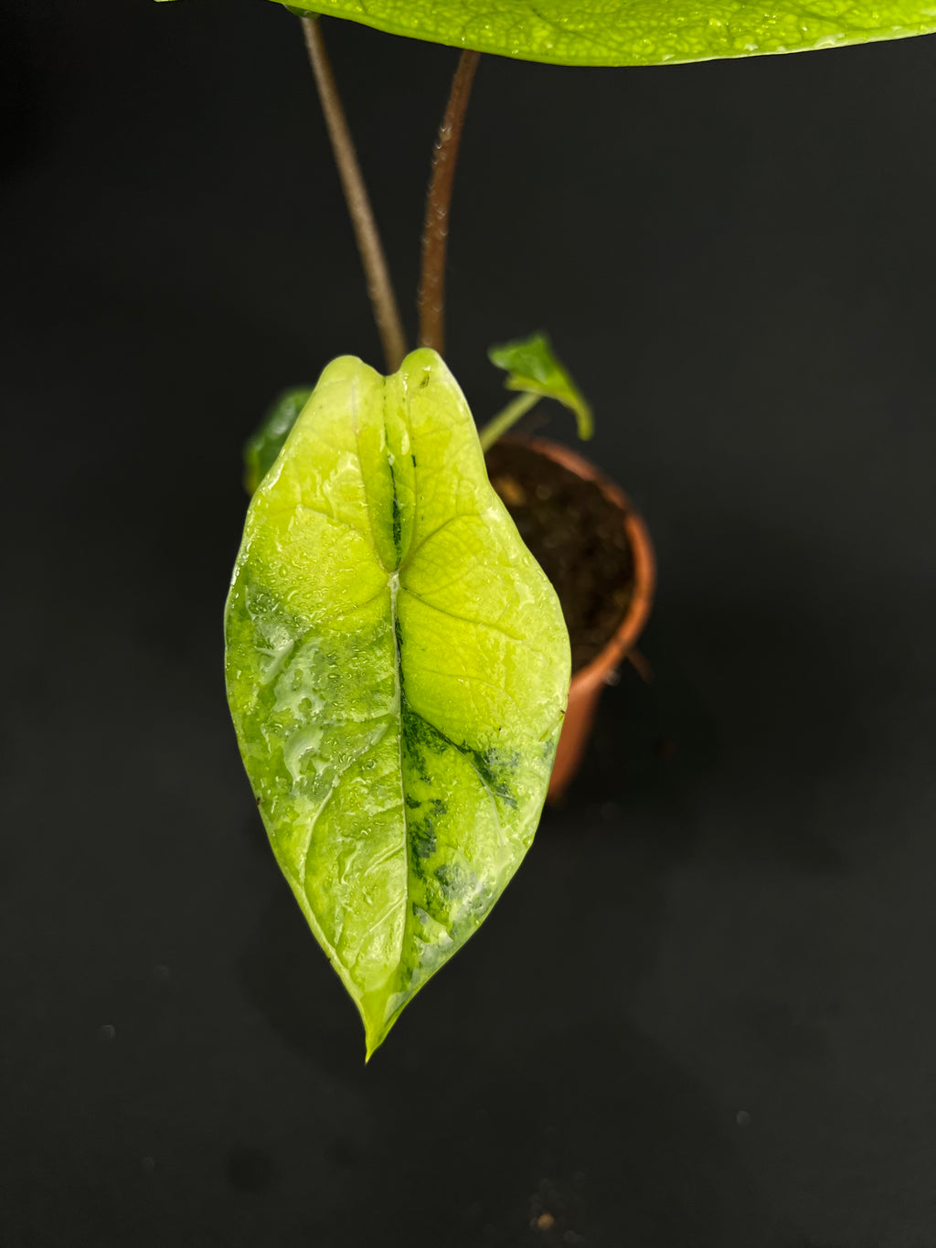 Alocasia Scalprum Aurea Variegata #2