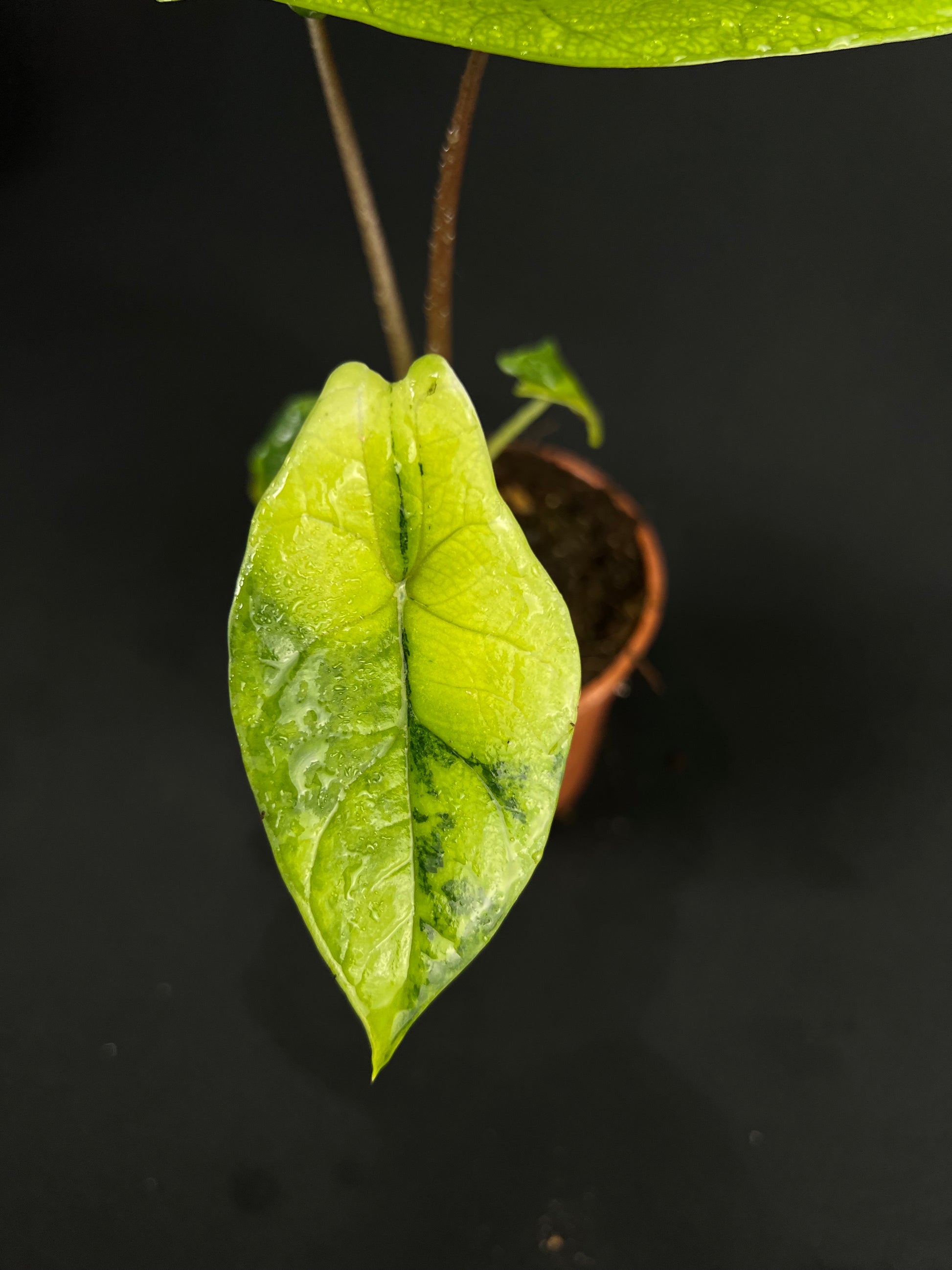 Alocasia Scalprum Aurea Variegata #2