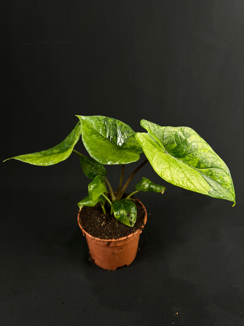 Alocasia Scalprum Aurea Variegata #3