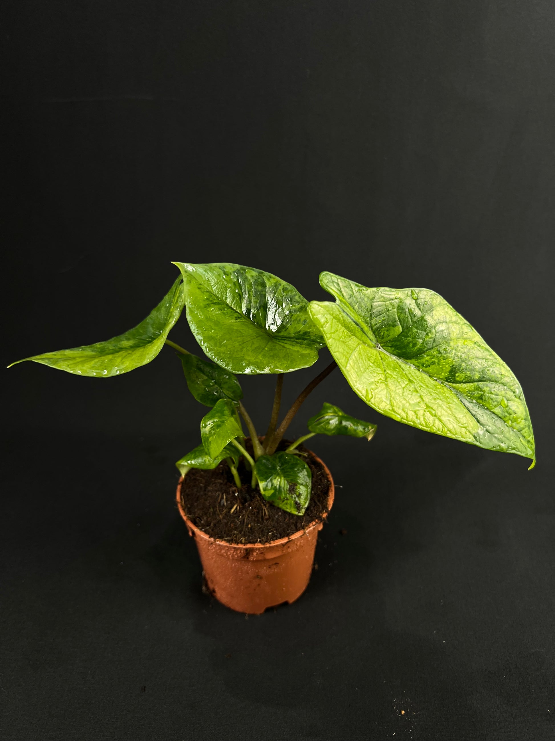 Alocasia Scalprum Aurea Variegata #3