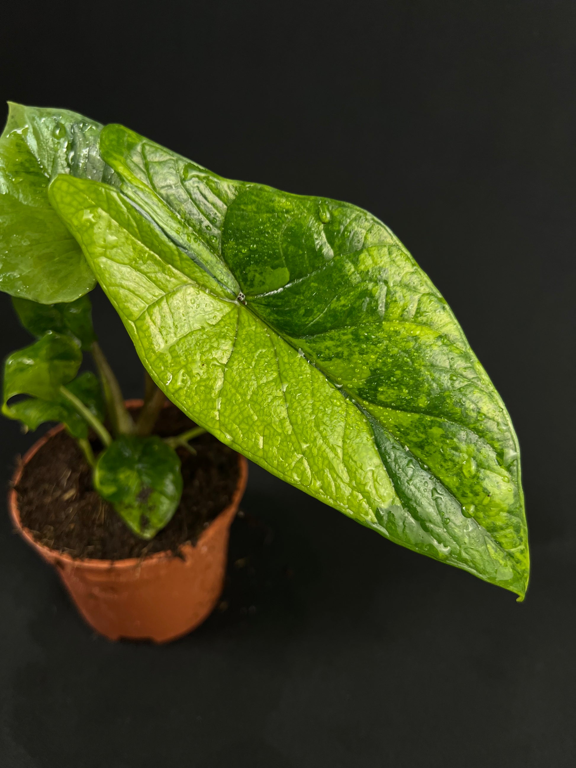 Alocasia Scalprum Aurea Variegata #3