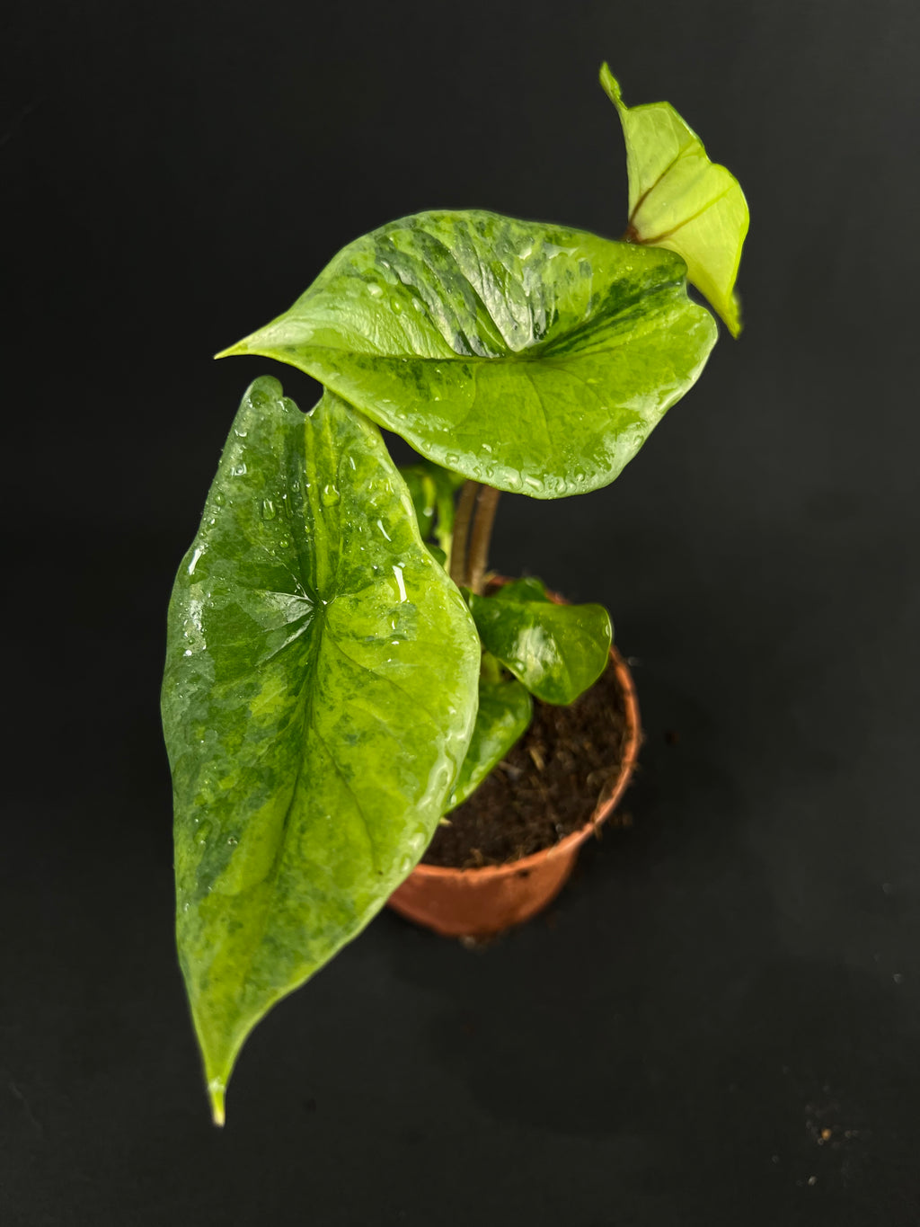 Alocasia Scalprum Aurea Variegata #3