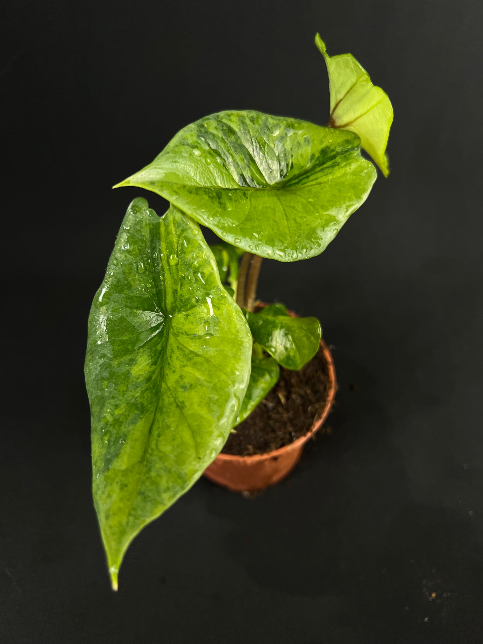 Alocasia Scalprum Aurea Variegata #3