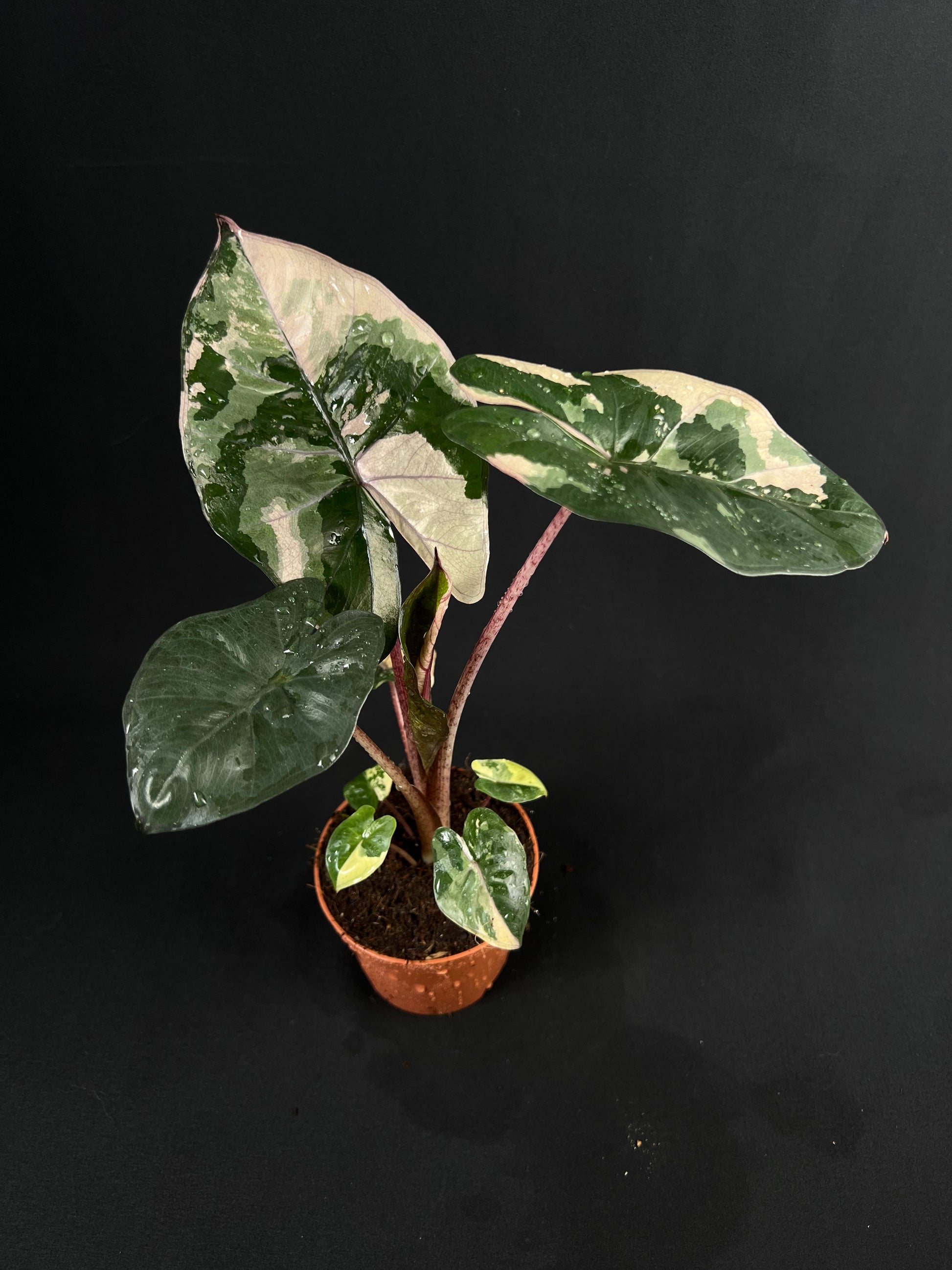 Alocasia 'Yucatan Princess' Albo/Pink Variegata #2