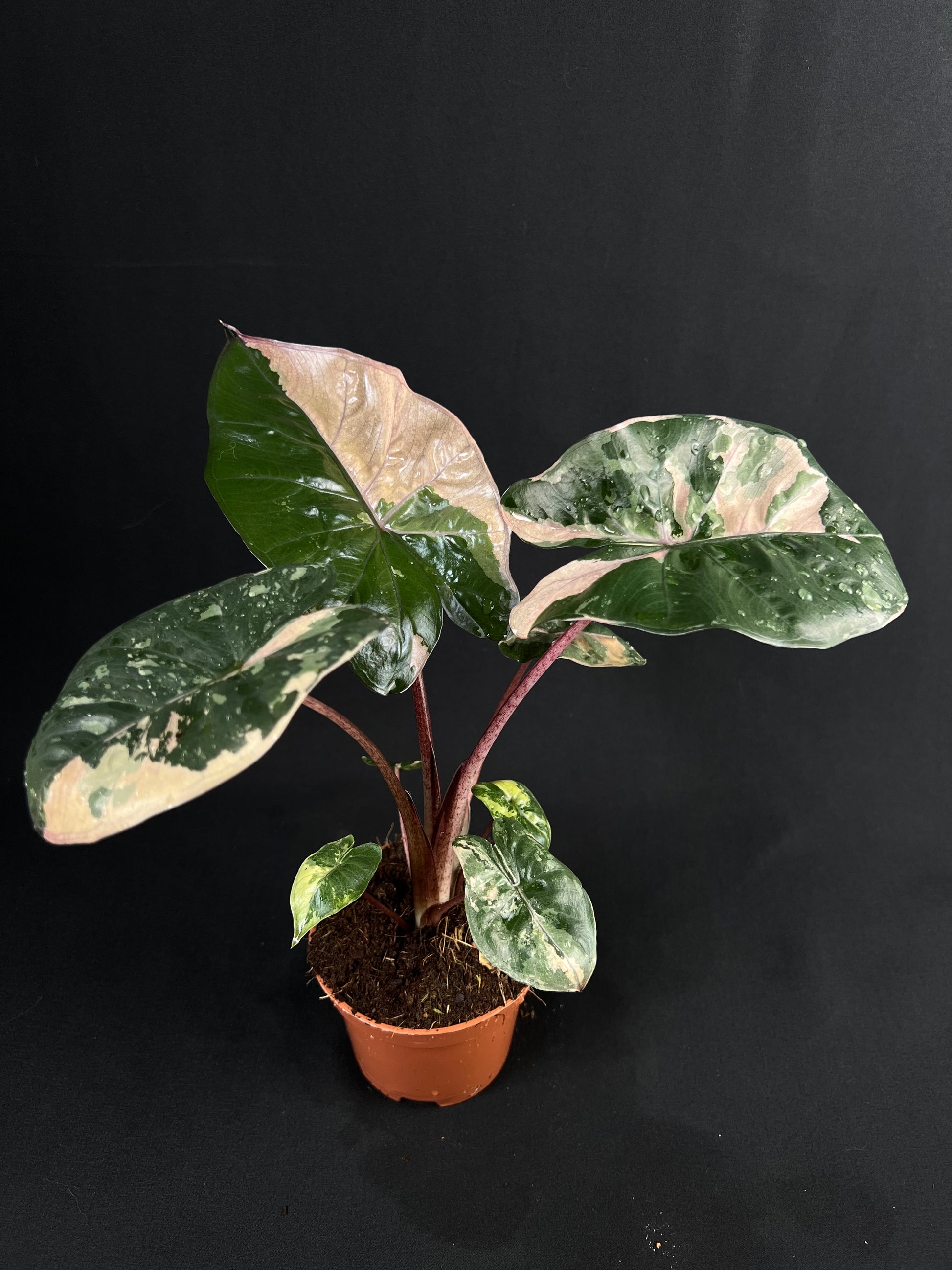 Alocasia 'Yucatan Princess' Albo/Pink Variegata #1