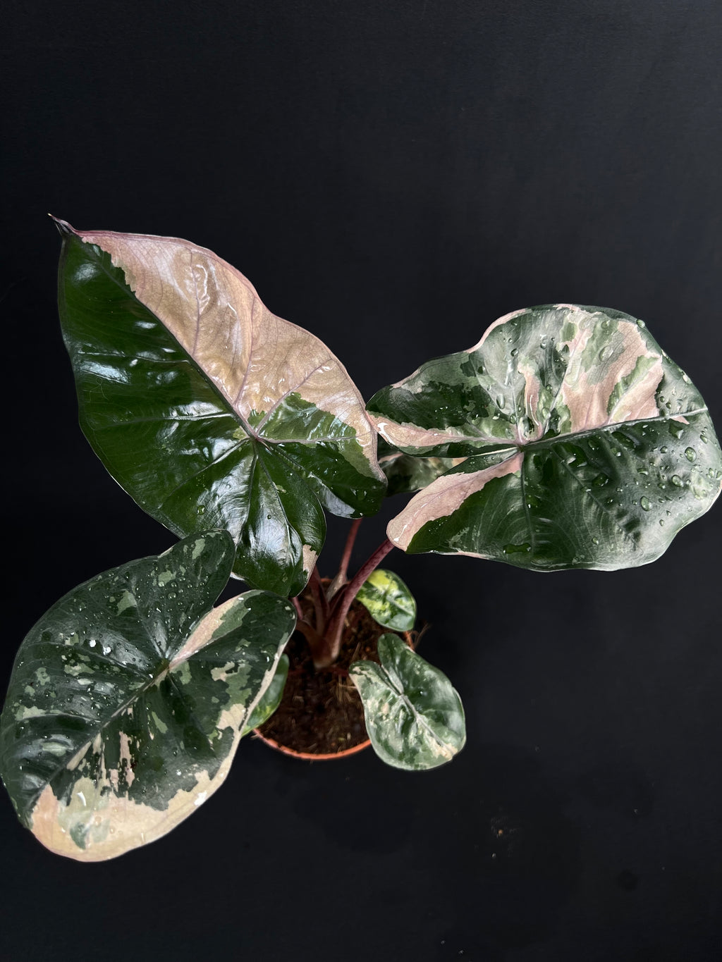 Alocasia 'Yucatan Princess' Albo/Pink Variegata #1
