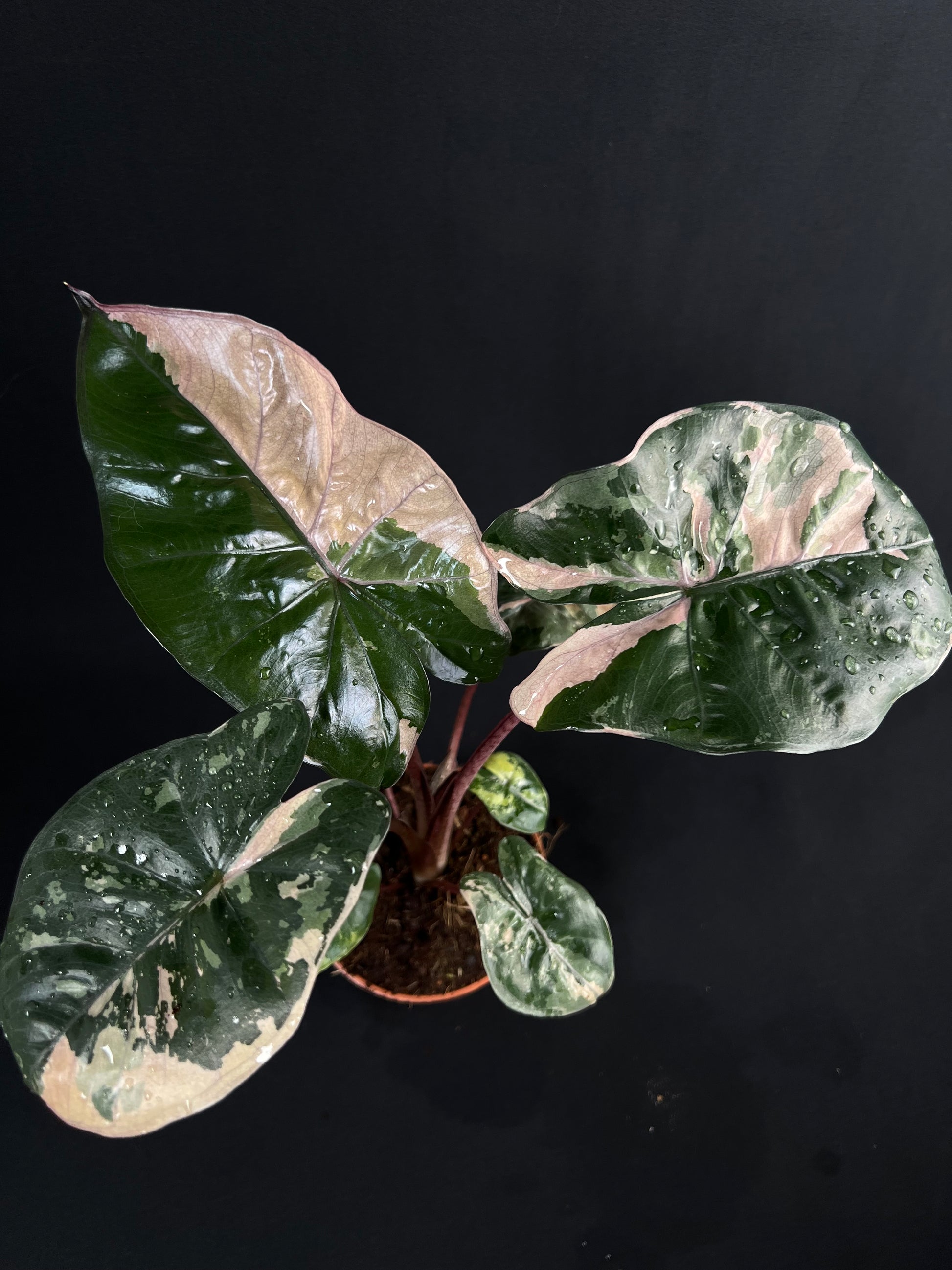 Alocasia 'Yucatan Princess' Albo/Pink Variegata #1