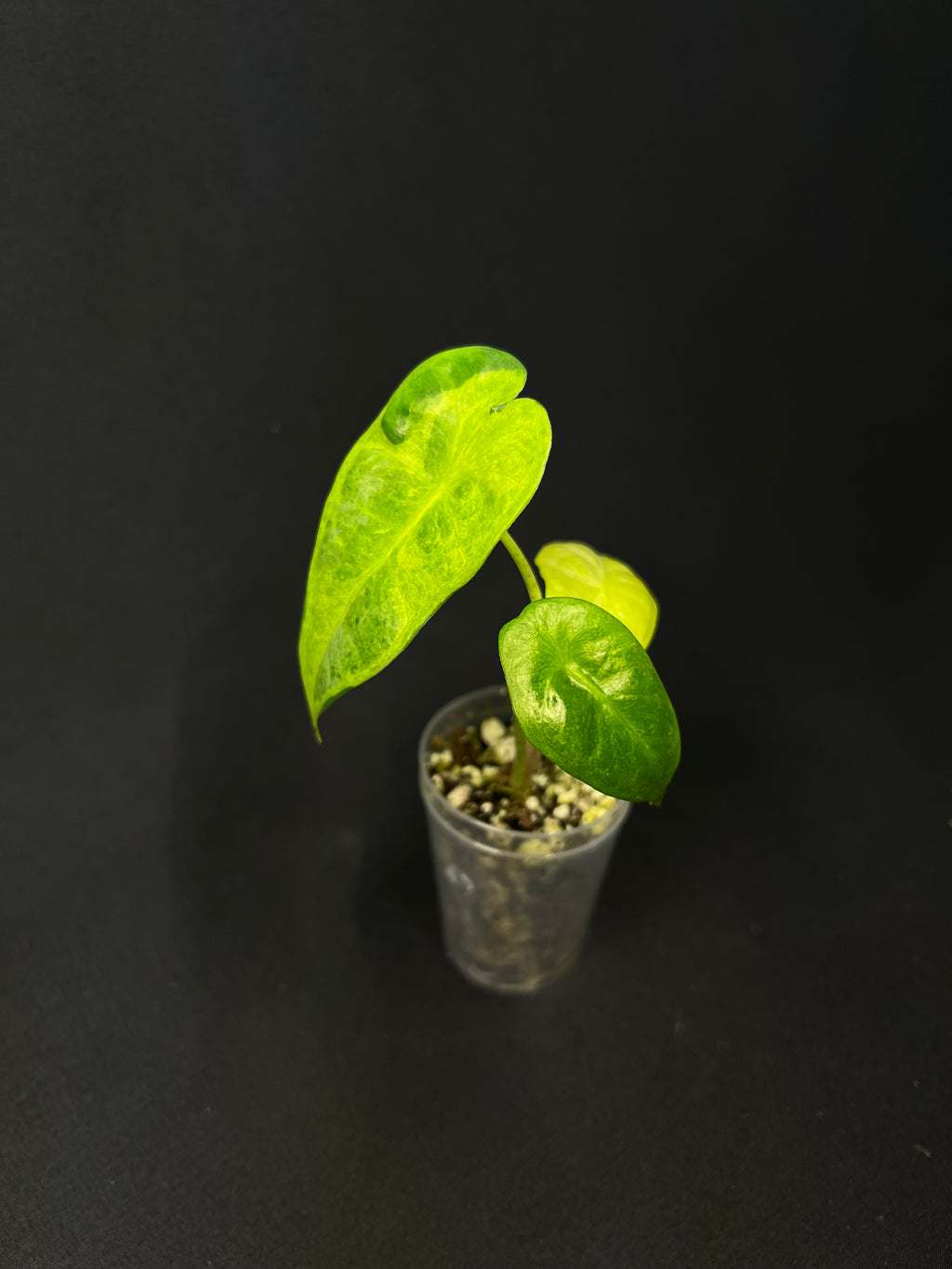 Alocasia Longiloba Lava Variegata #1