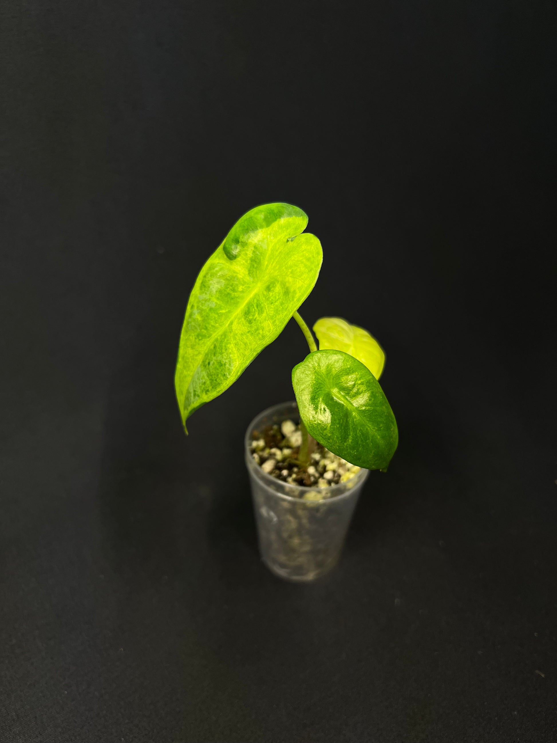 Alocasia Longiloba Lava Variegata #1