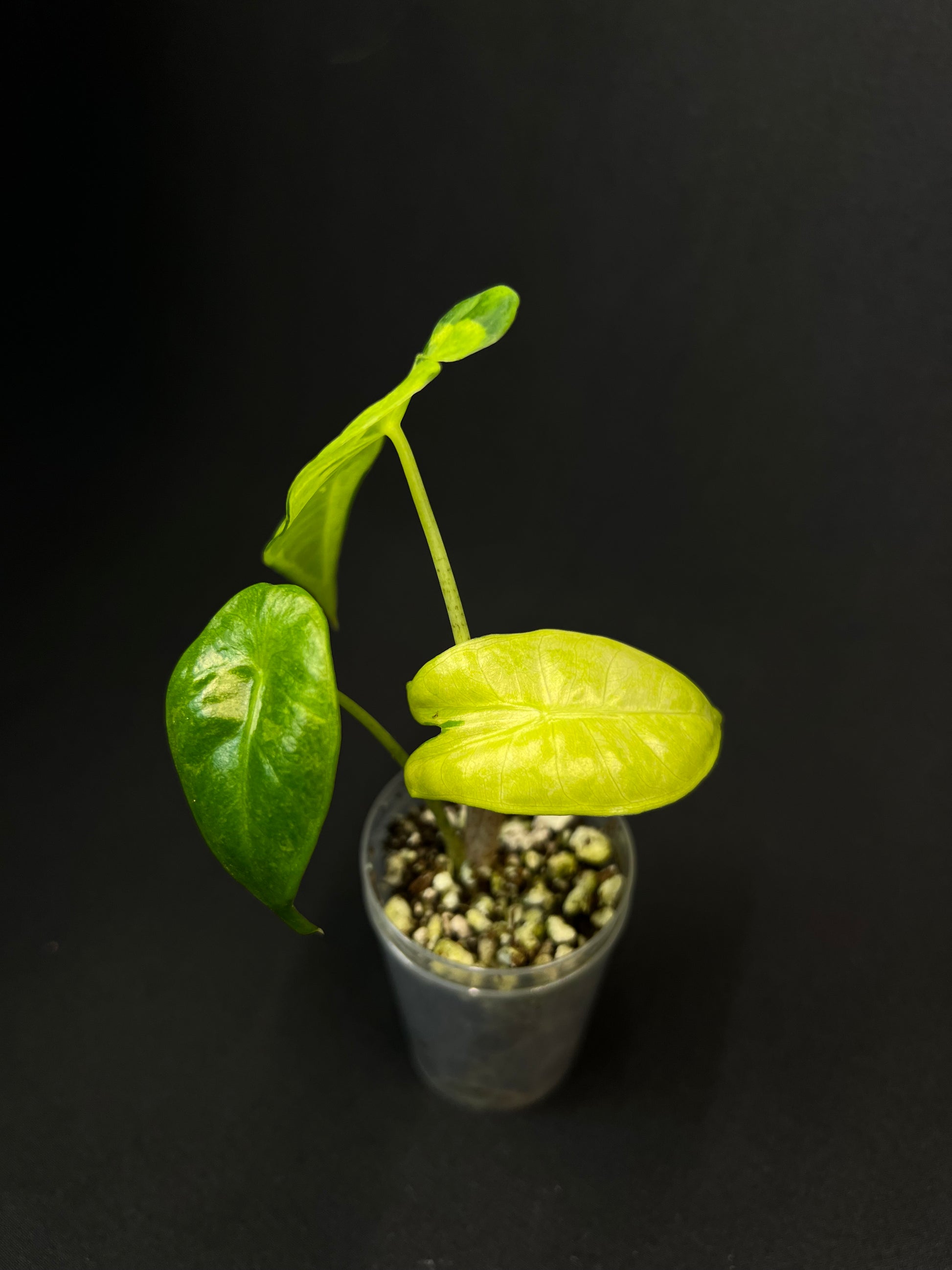Alocasia Longiloba Lava Variegata #1