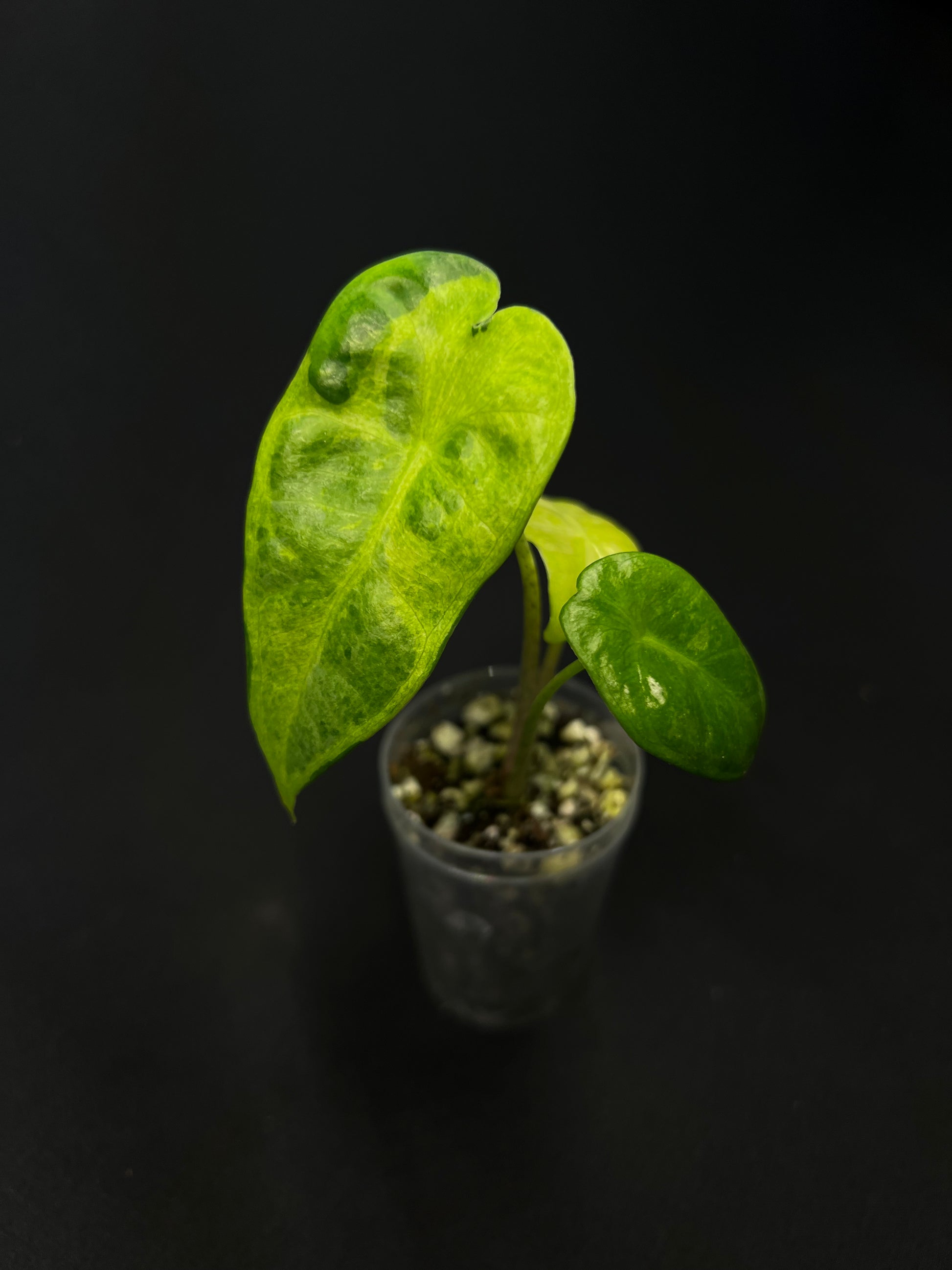 Alocasia Longiloba Lava Variegata #1