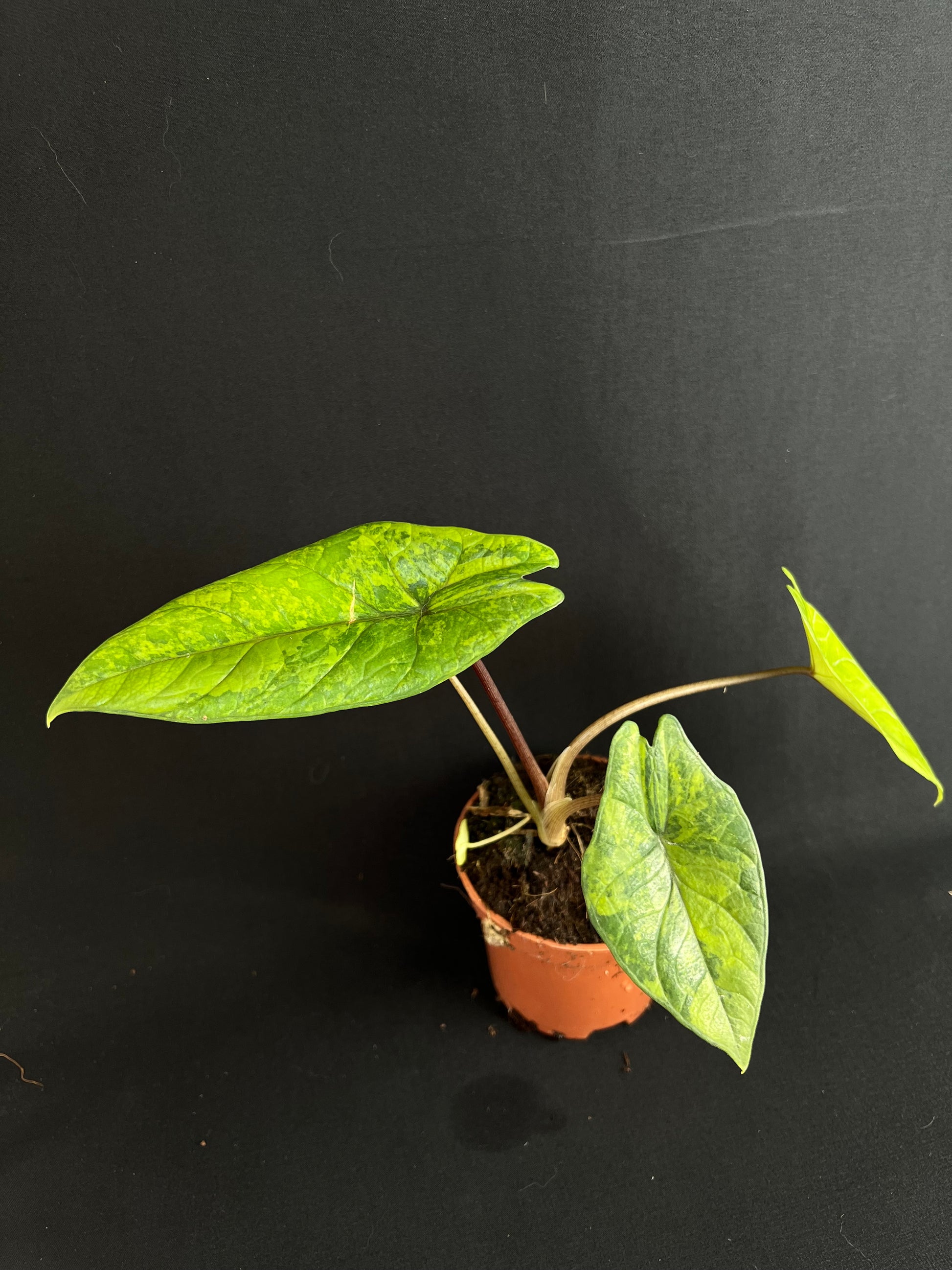 Alocasia Scalprum Aurea Variegata #4
