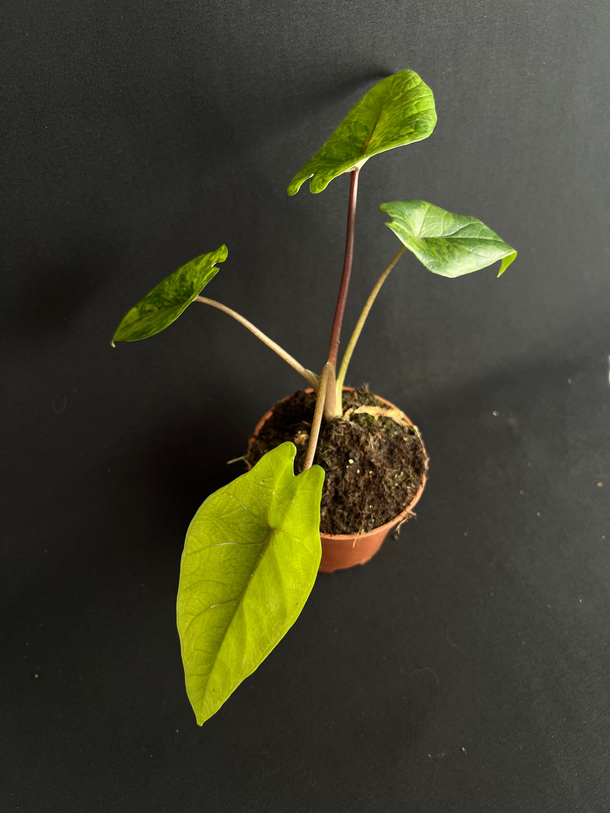 Alocasia Scalprum Aurea Variegata #4