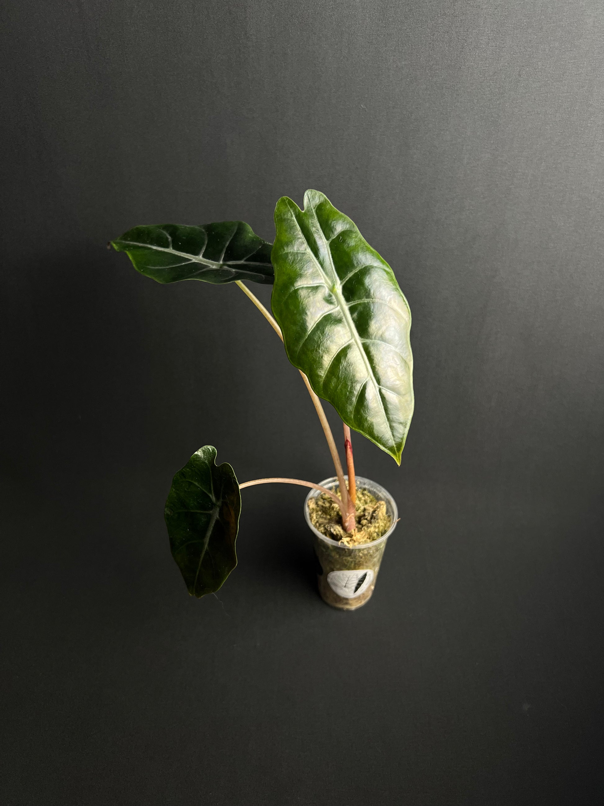 Alocasia Chantrierii