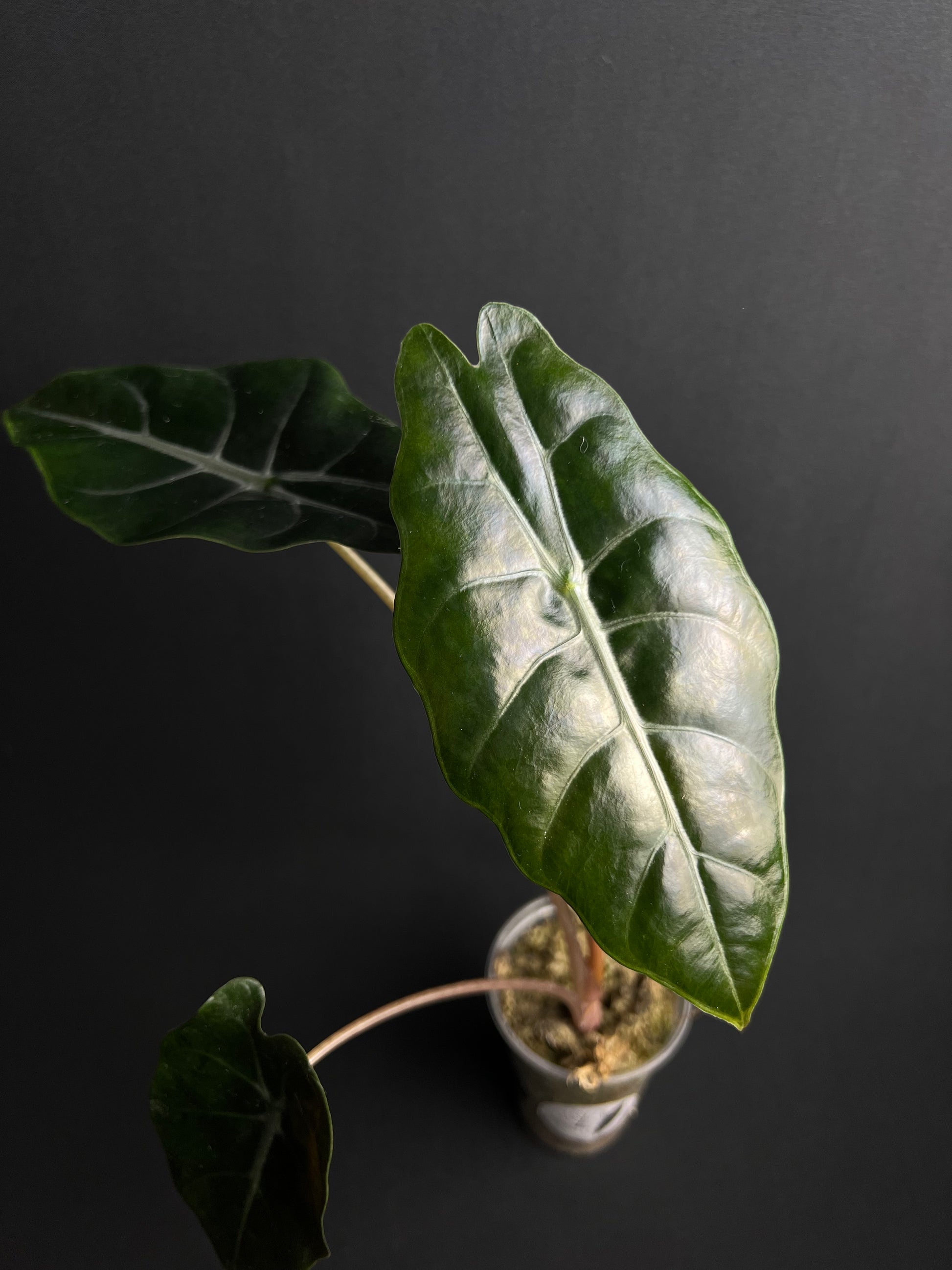 Alocasia Chantrierii