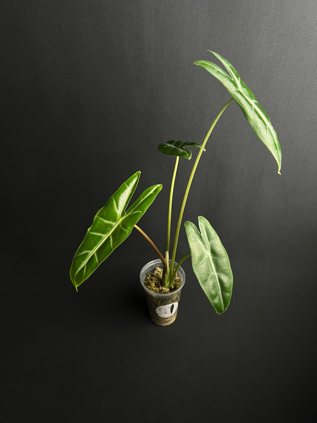 Alocasia Longiloba 'Gold'