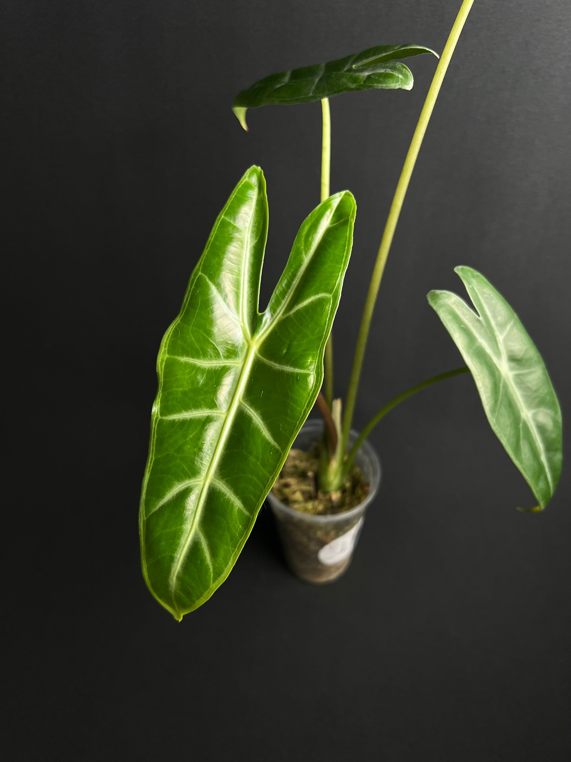 Alocasia Longiloba 'Gold'